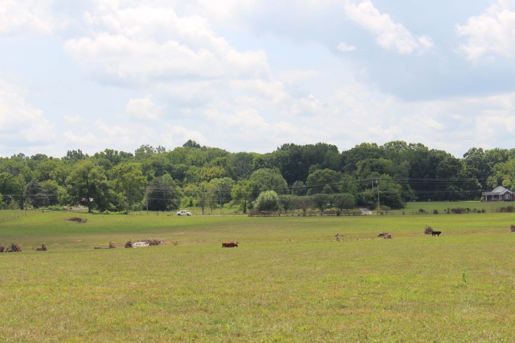 12785 Versailles Road Murfreesboro, TN 37128 - Photo 9 of 20 a view of a big yard with plants and large trees