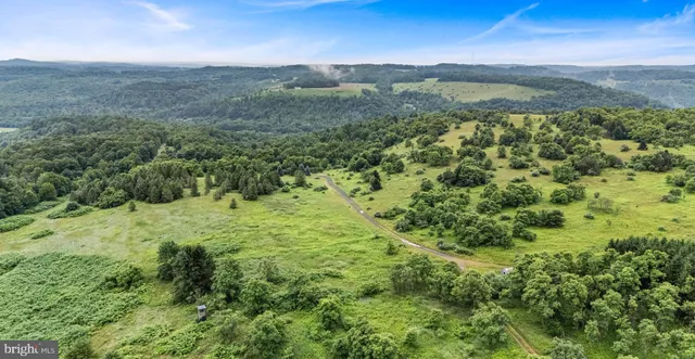a view of a lush green forest with a tree