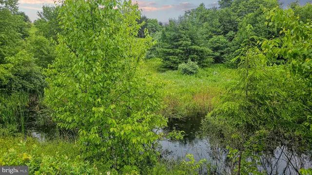 a view of a forest with a yard