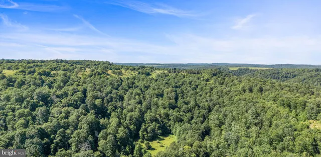 a view of a forest with a street