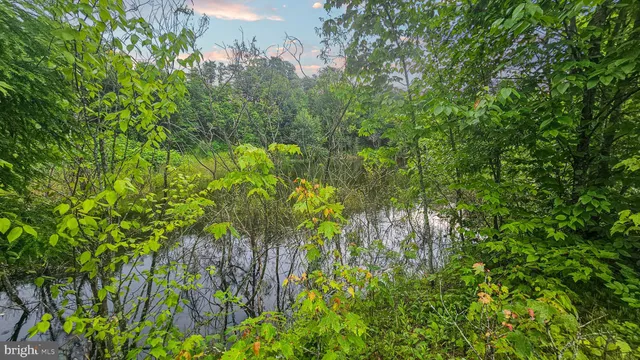 a view of a garden with a flower in a yard