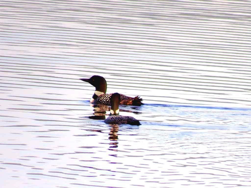 93 South Shore Road Linneus, ME 04730 - Photo 24 of 47 lake-loons-drews