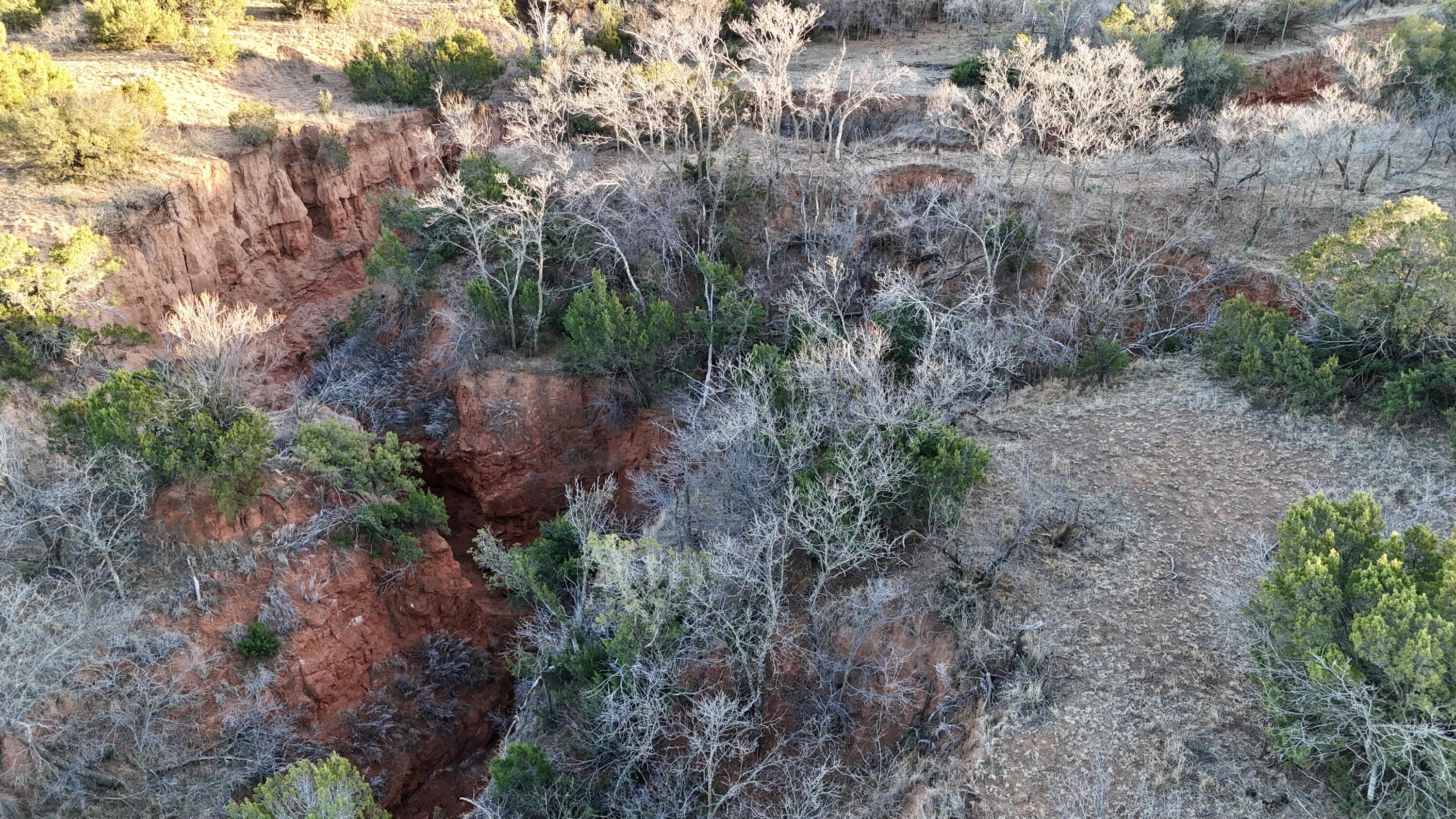 County Road Turkey, TX 79261 - Photo 12 of 53 a view of a forest with trees