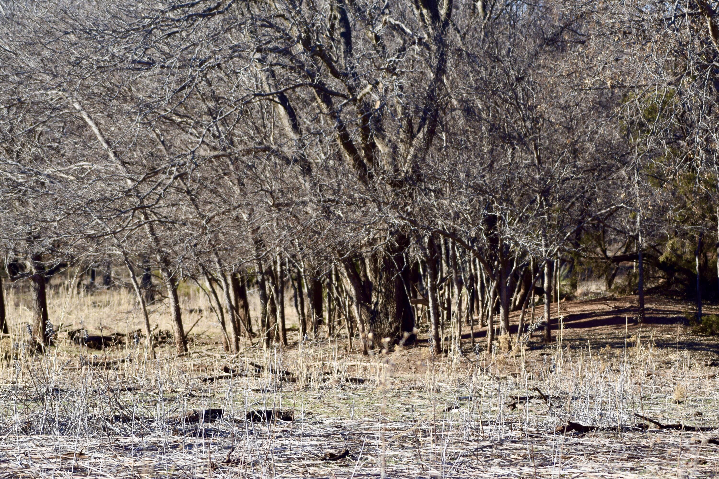 County Road Turkey, TX 79261 - Photo 31 of 53 a view of covered with snow