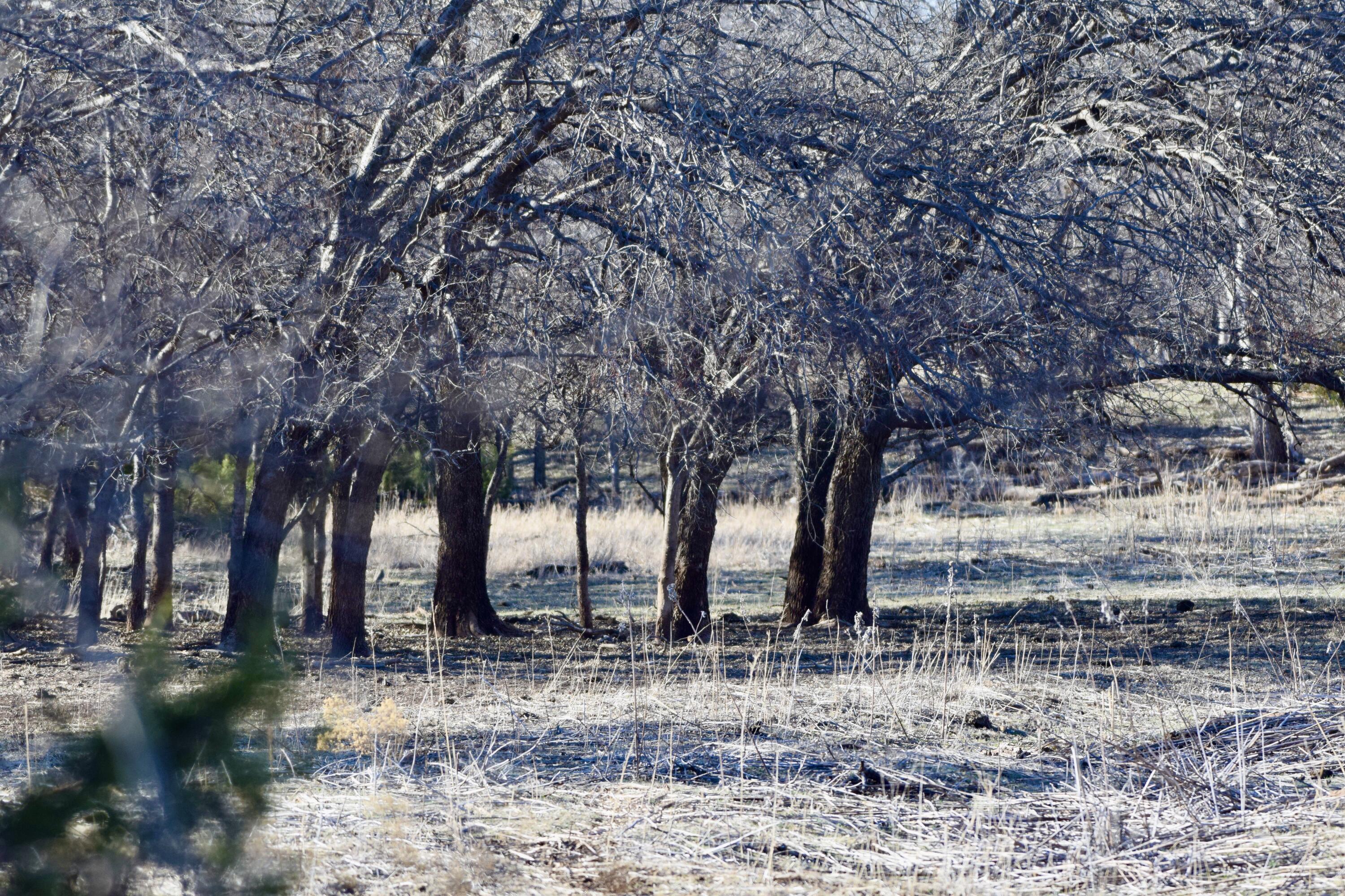 County Road Turkey, TX 79261 - Photo 32 of 53 a view of road with trees