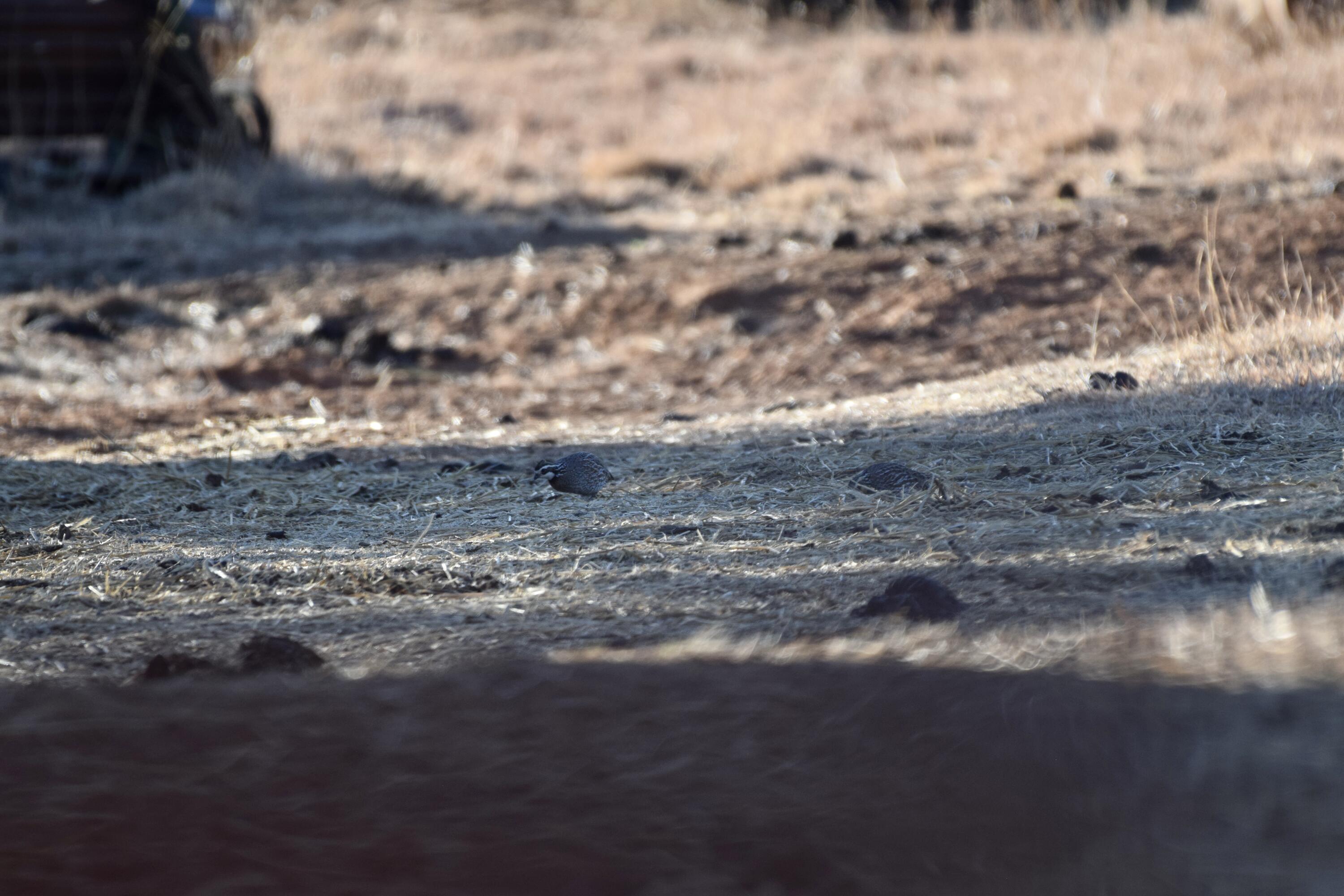 County Road Turkey, TX 79261 - Photo 34 of 53 a view of beach and city