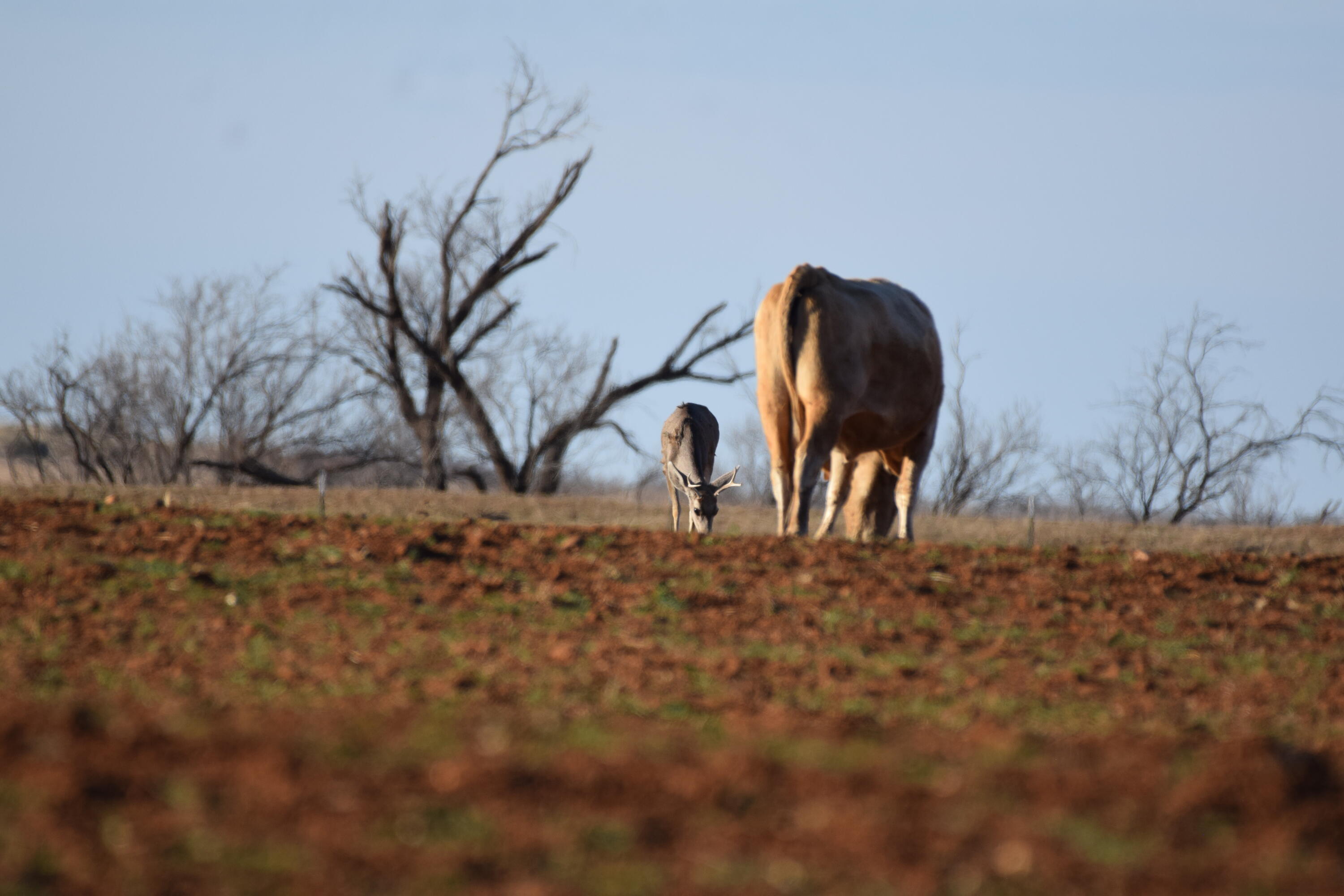 County Road Turkey, TX 79261 - Photo 35 of 53 a view of a garage