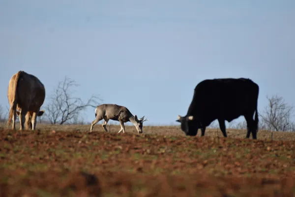 a view of a lake with houses with yard