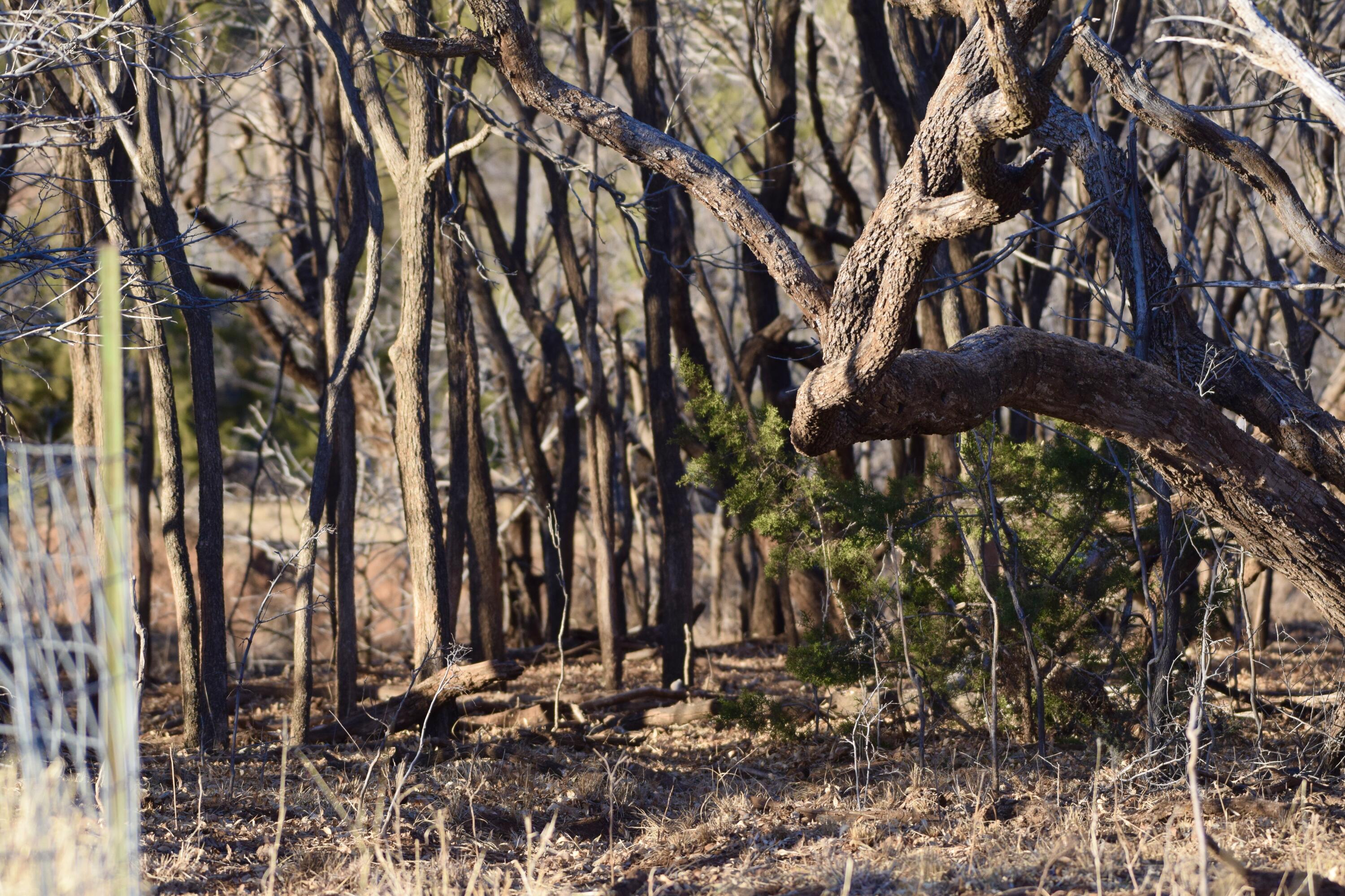County Road Turkey, TX 79261 - Photo 39 of 53 a view of a bunch of trees and bushes
