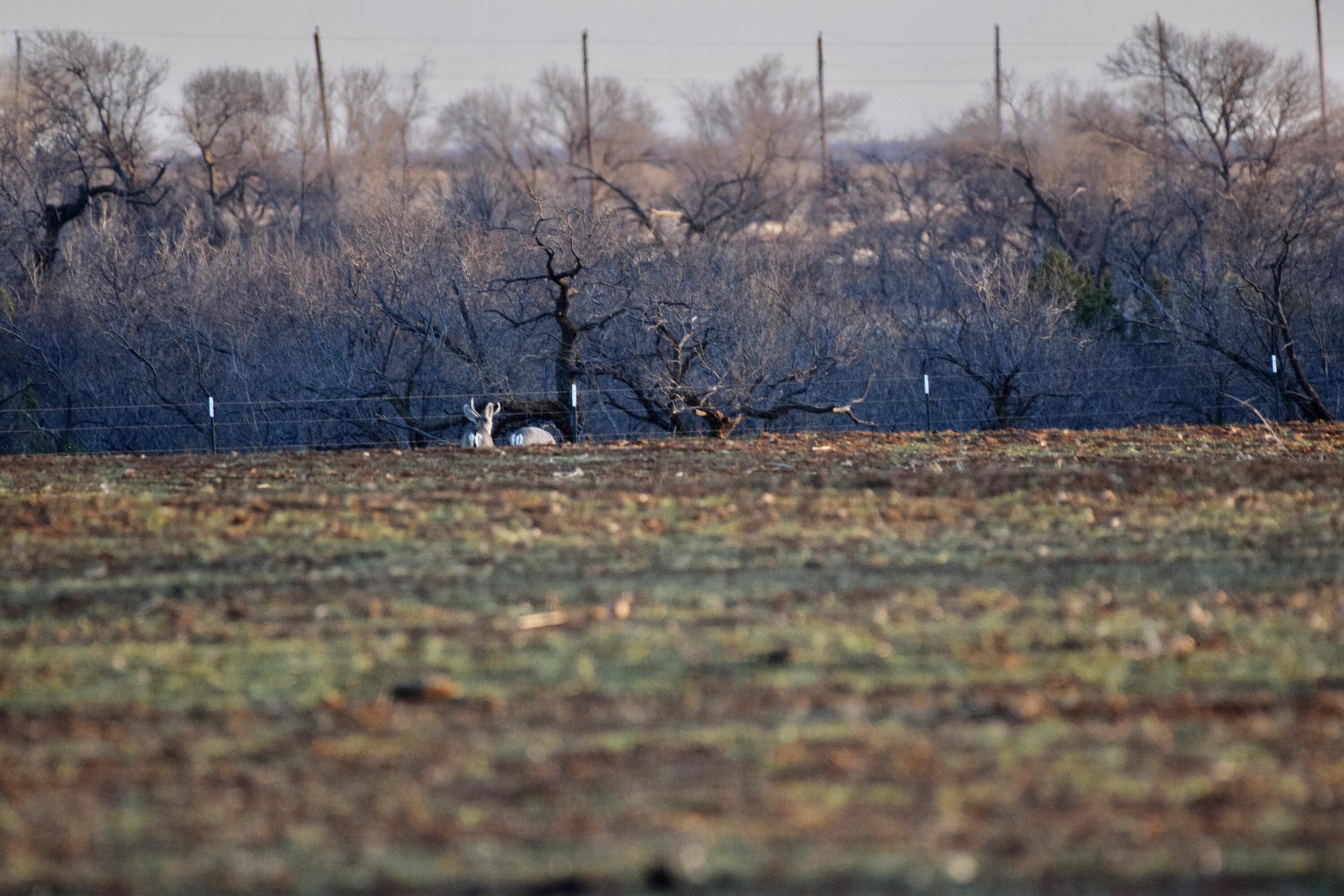 County Road Turkey, TX 79261 - Photo 41 of 53 a view of a yard with a tree