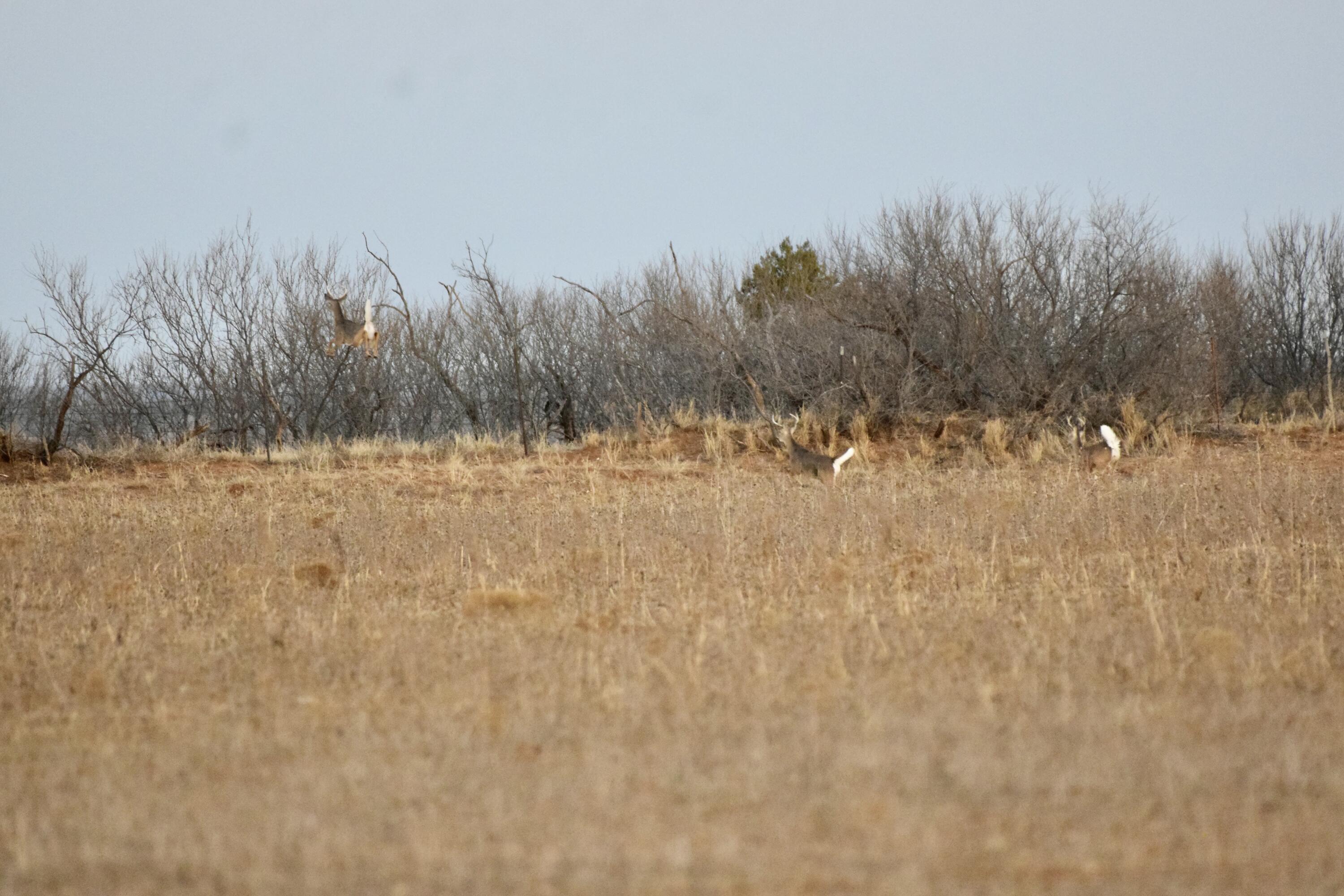 County Road Turkey, TX 79261 - Photo 44 of 53 DSC_0040