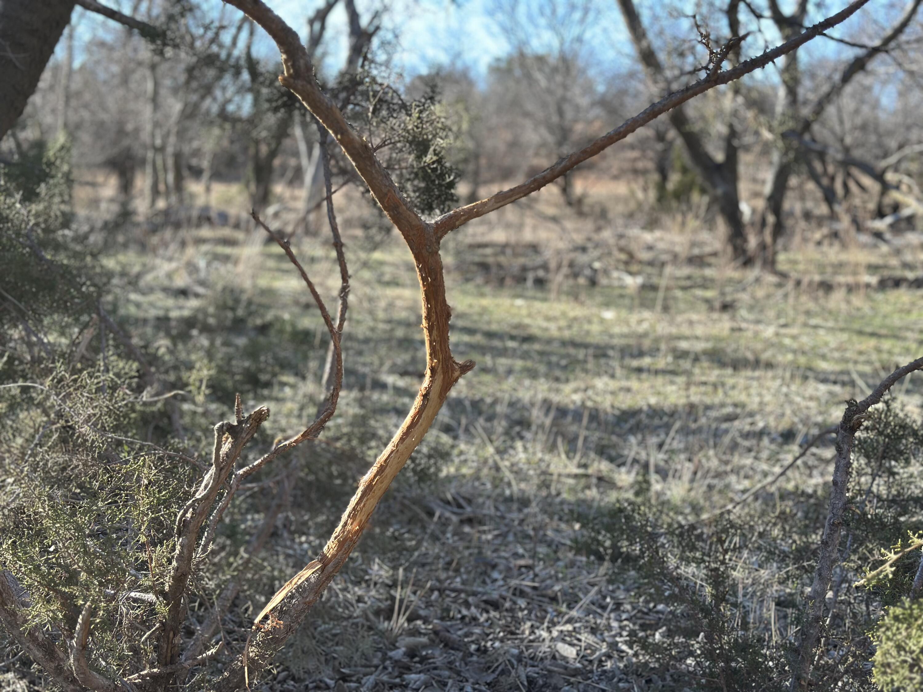 County Road Turkey, TX 79261 - Photo 46 of 53 a view of a yard with a tree