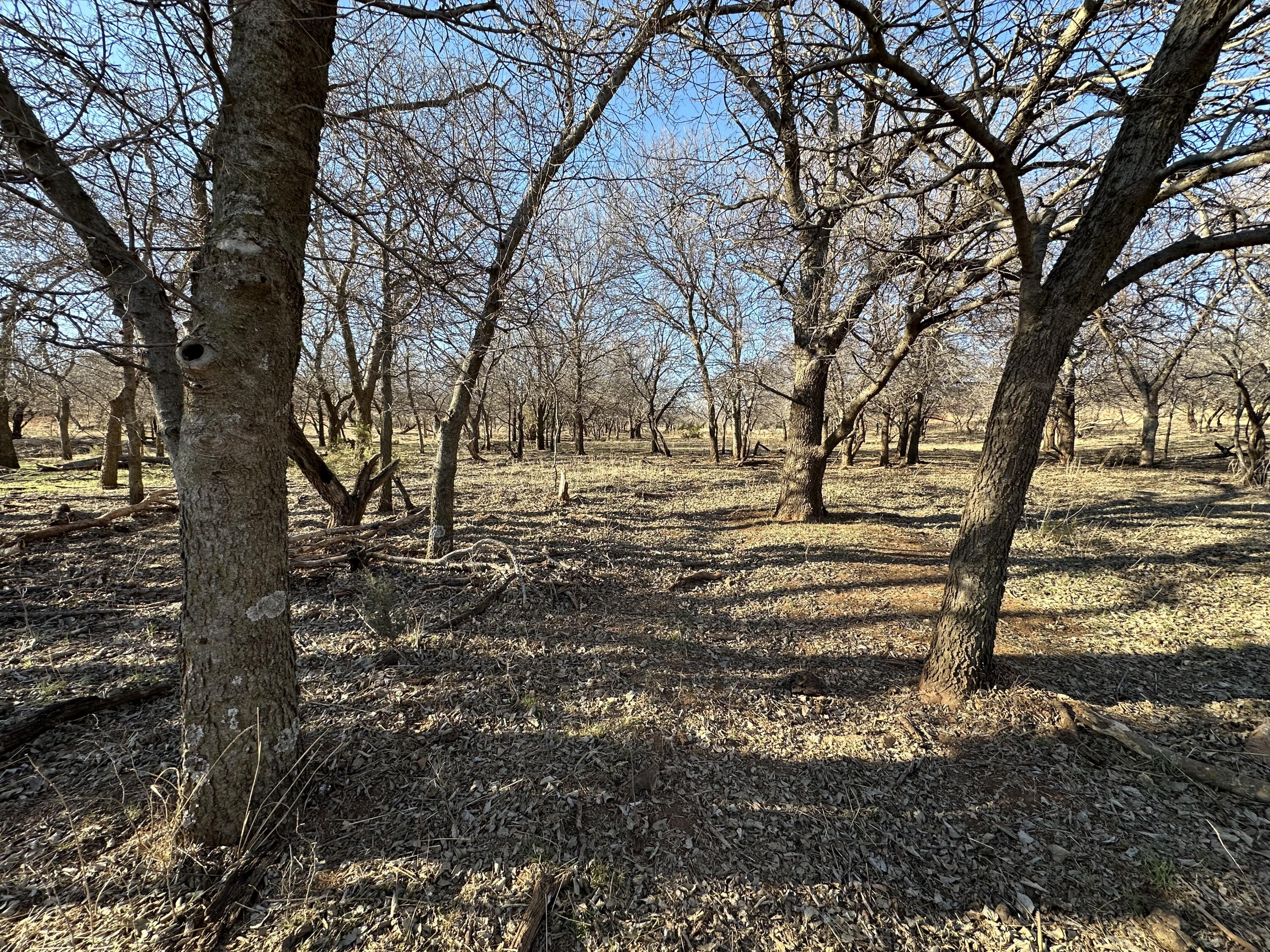 County Road Turkey, TX 79261 - Photo 47 of 53 a view of yard with trees