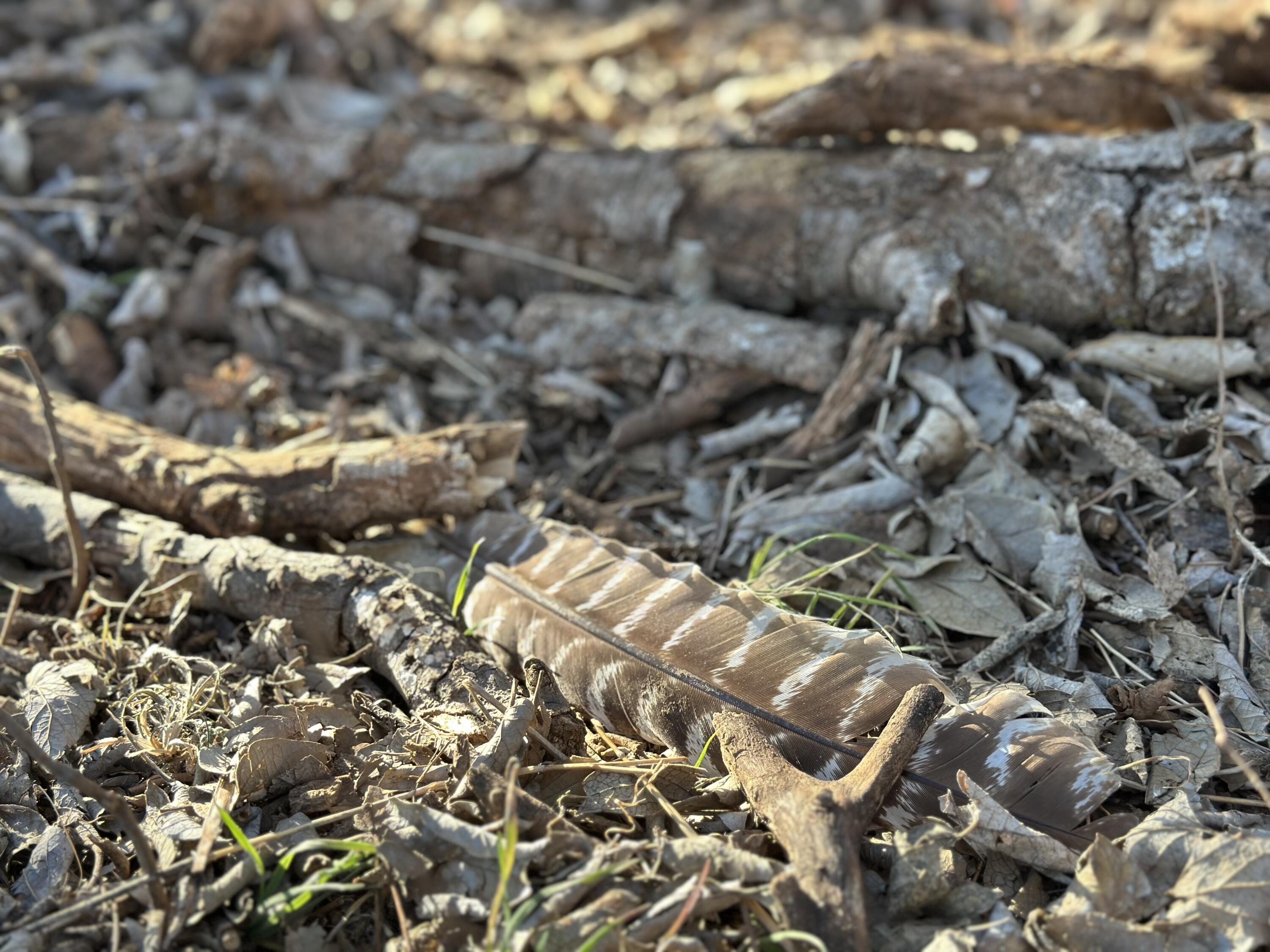 County Road Turkey, TX 79261 - Photo 48 of 53 a view of a yard