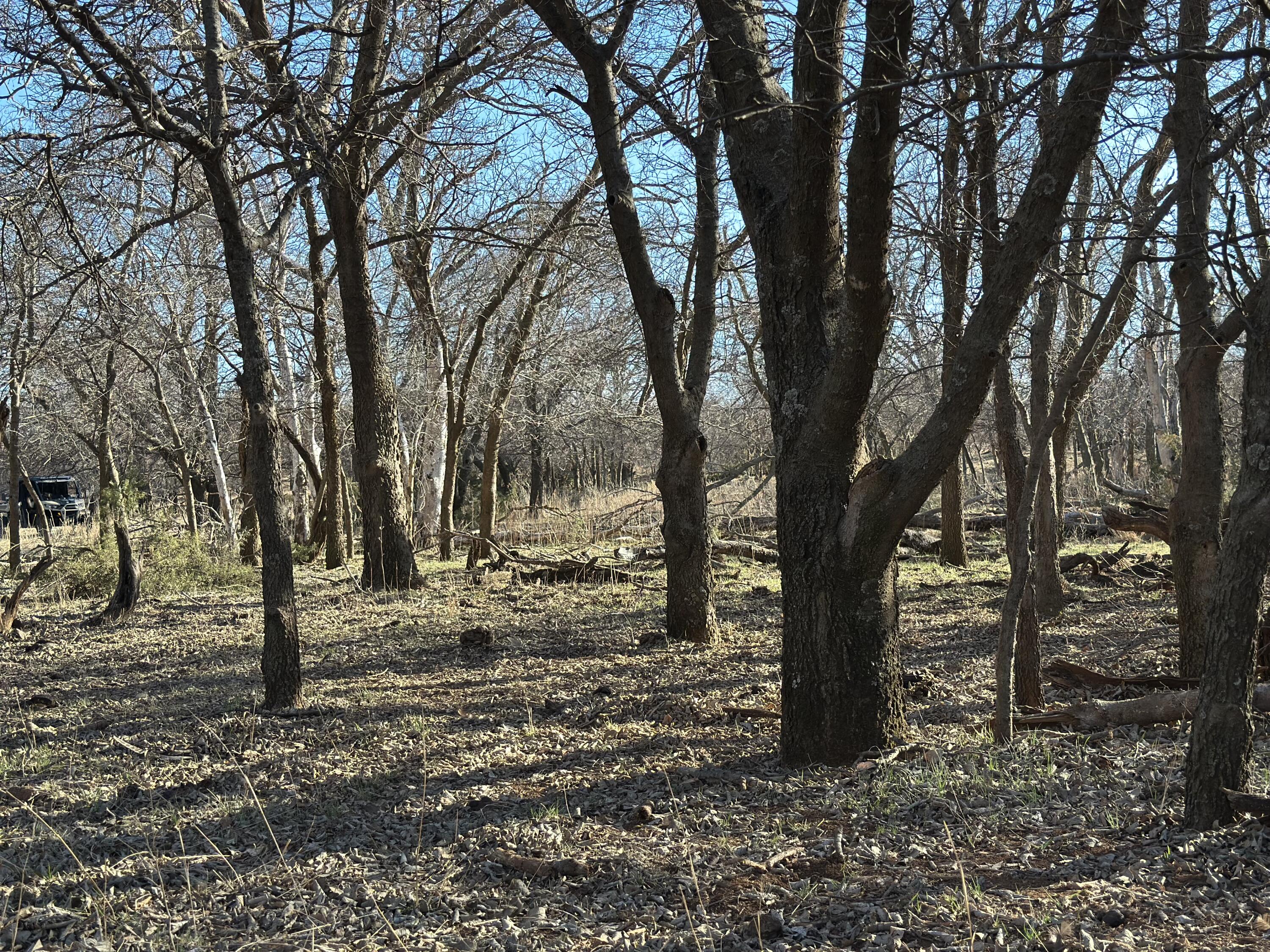 County Road Turkey, TX 79261 - Photo 49 of 53 a view of a tree in the middle of a yard