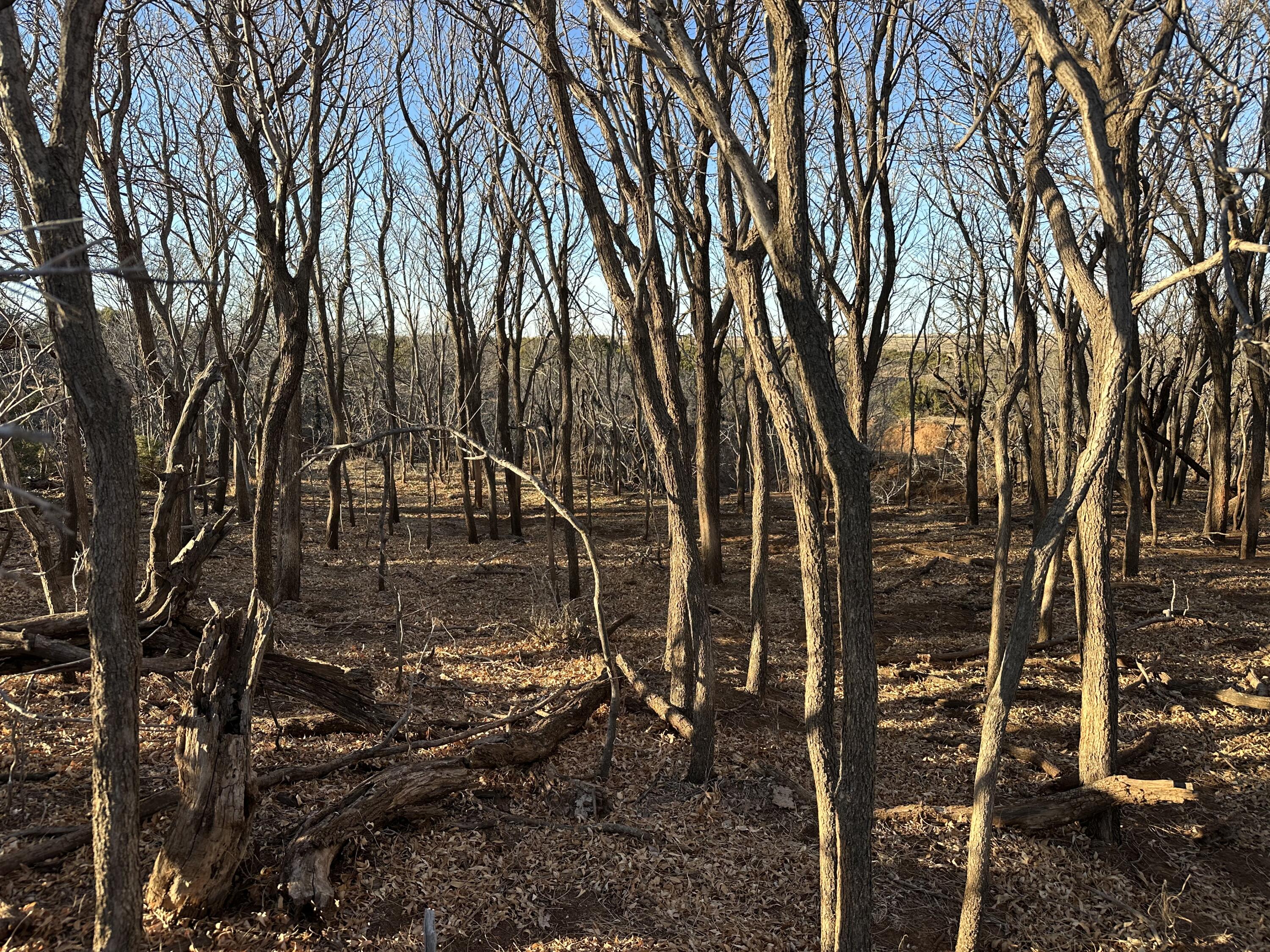 County Road Turkey, TX 79261 - Photo 50 of 53 a backyard of a house with lots of green space