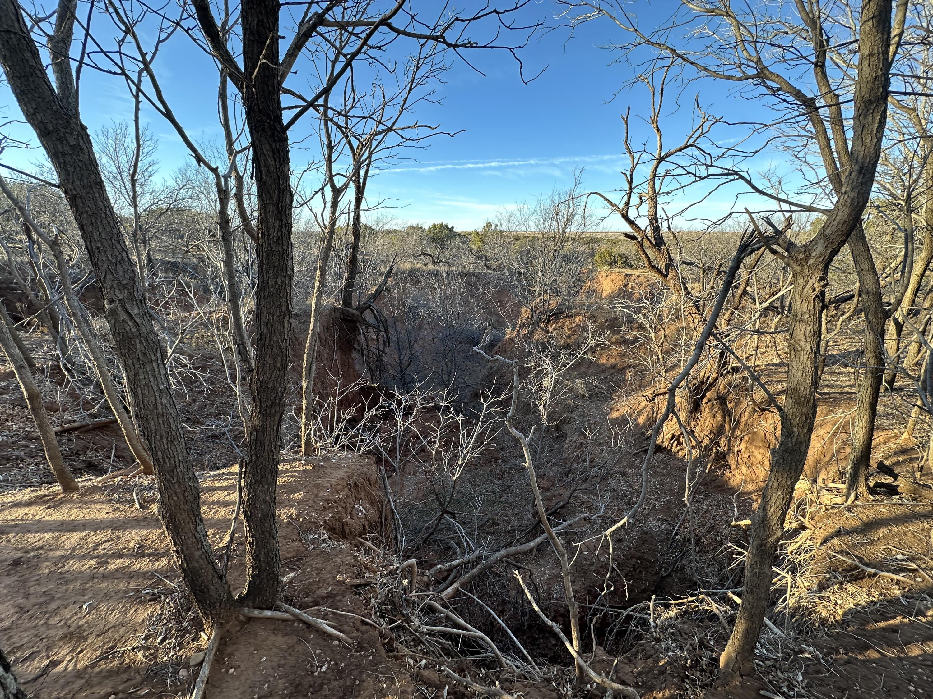 County Road Turkey, TX 79261 - Photo 51 of 53 a view of a forest filled with trees