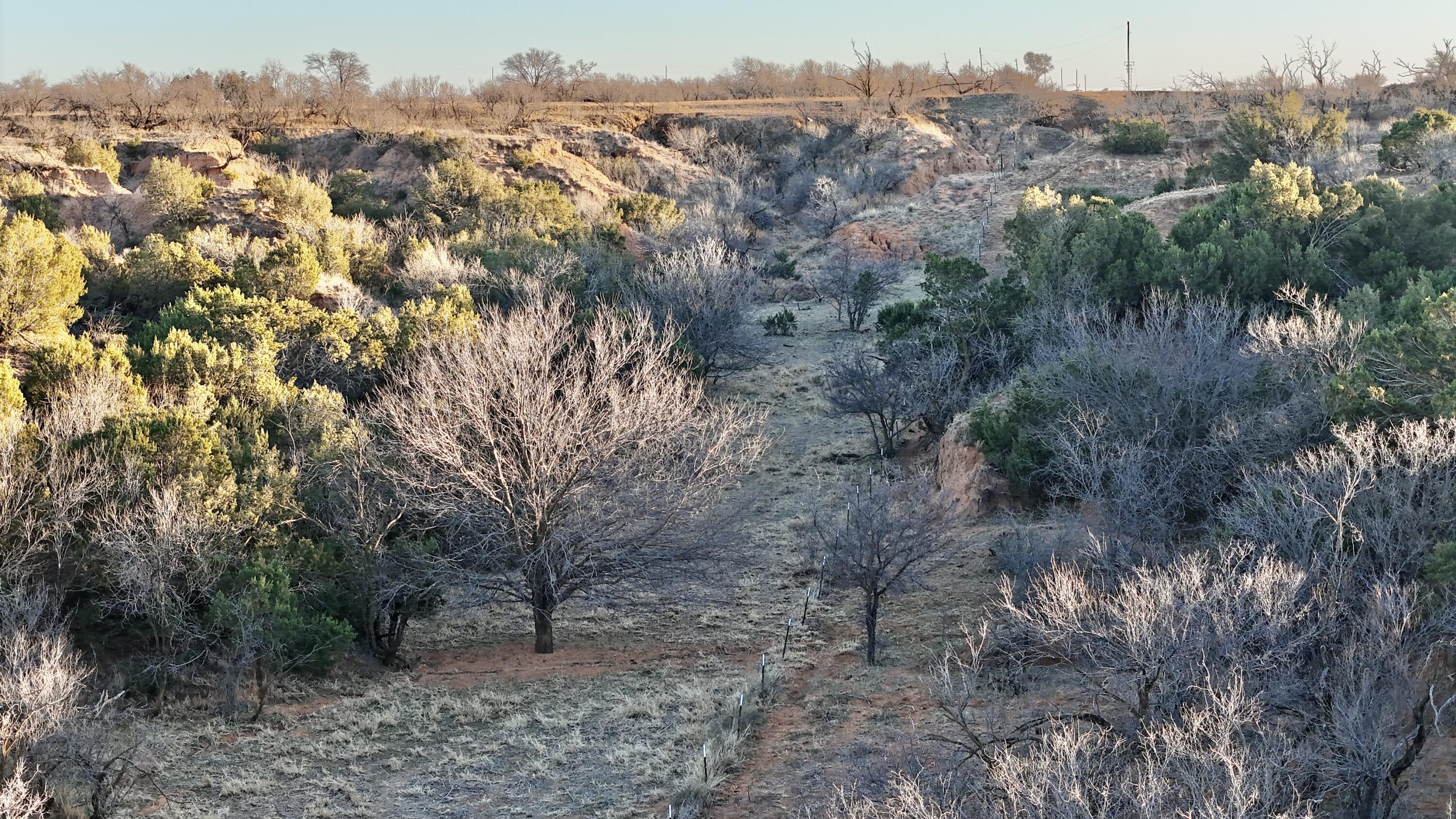 County Road Turkey, TX 79261 - Photo 7 of 53 a view of a trees in a field