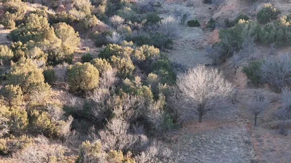 a view of a tree in a yard