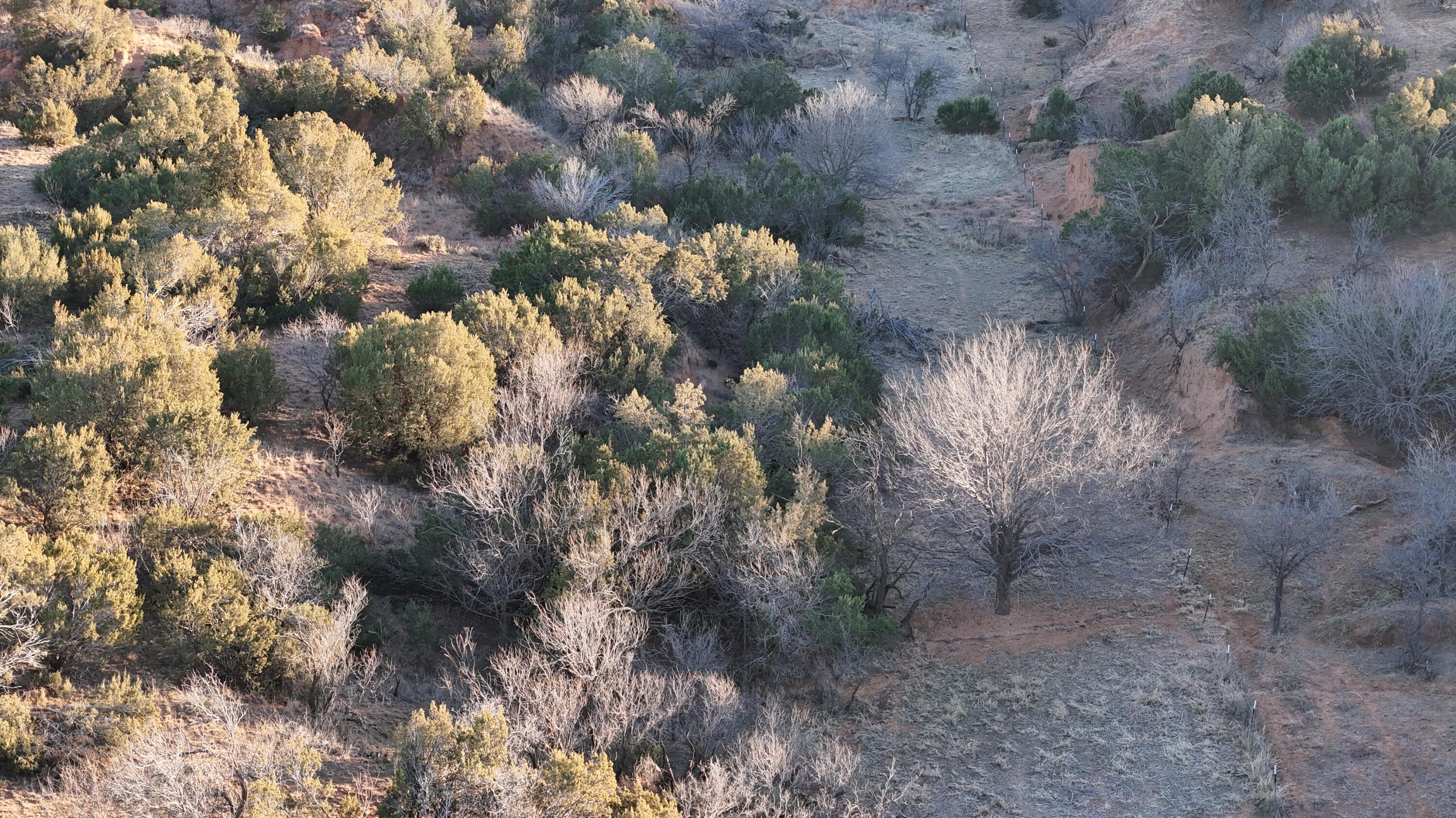 County Road Turkey, TX 79261 - Photo 8 of 53 a view of a tree in a yard