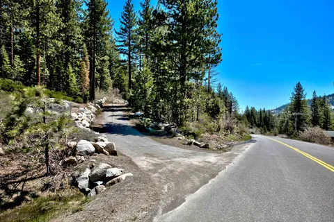 a view of a forest filled with trees