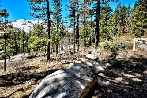 a view of a park with large trees