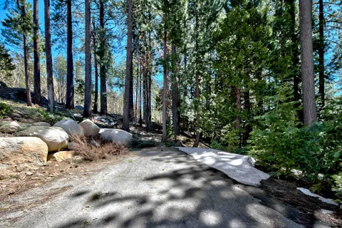 a view of a garden with plants