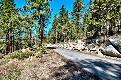 a view of a yard with plants and trees
