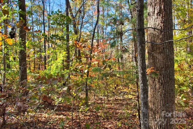 a view of a tree with a tree