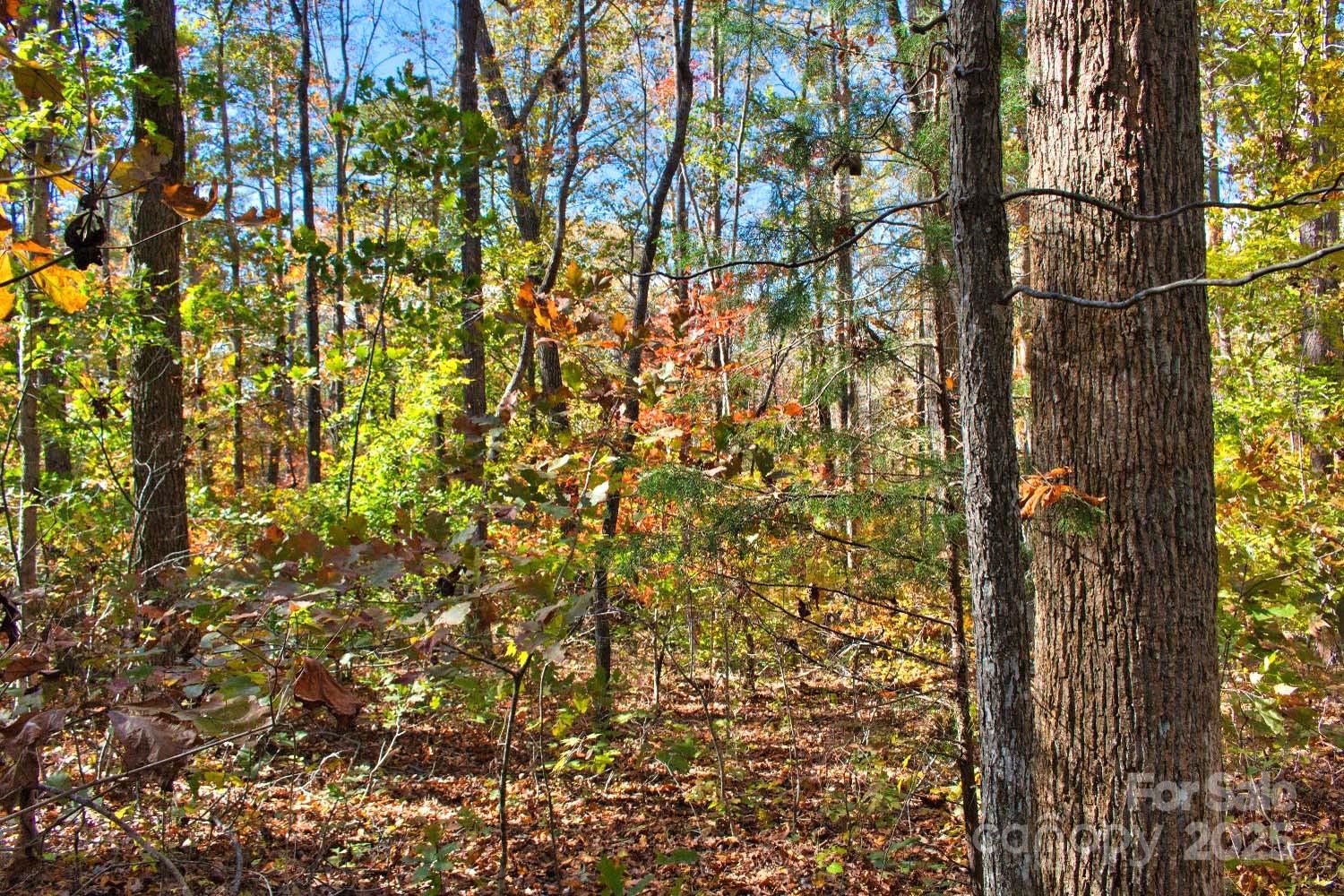 a view of a tree with a tree