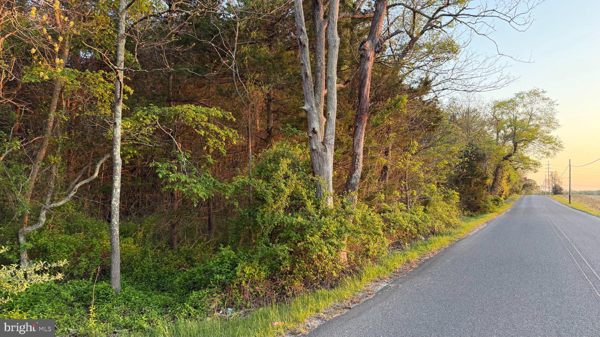 0 West Factory Road Cedarville, NJ 08311 - Photo 9 of 15 Serene roadside with lush greenery.