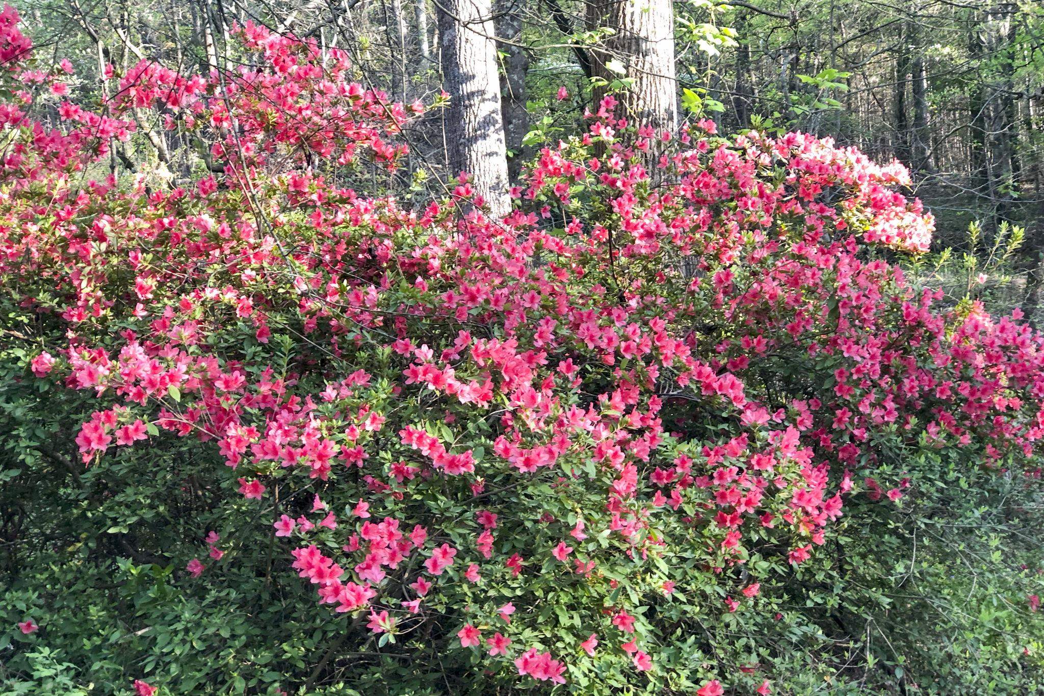 132 State Rd S-42-8449 Spartanburg, SC 29303 - Photo 48 of 50