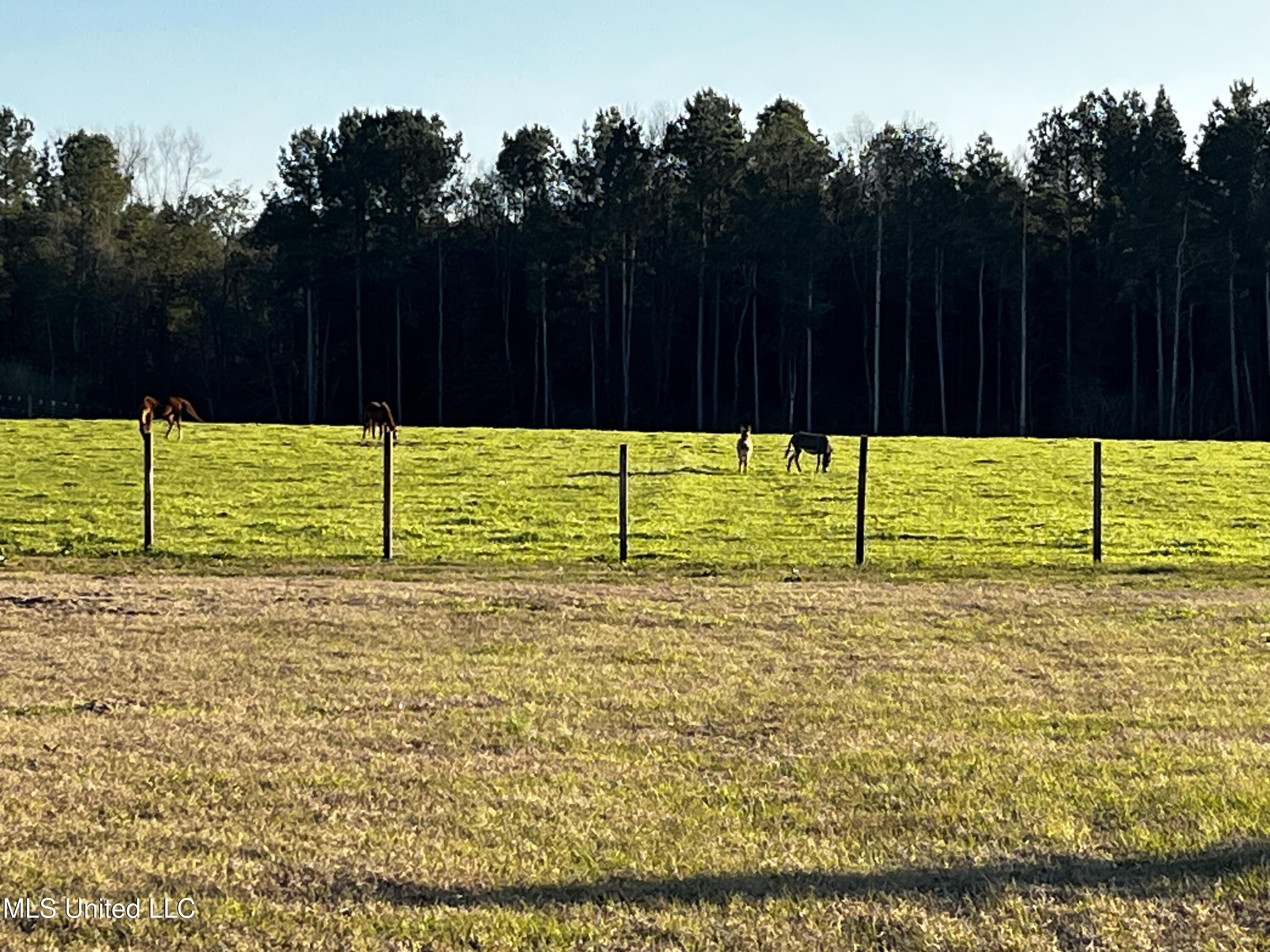 130 Lower Ovett Road Ovett, MS 39464 - Photo 11 of 25 IMG_3847