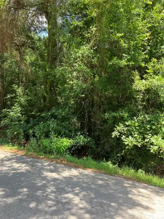 a view of a yard with plants and large trees