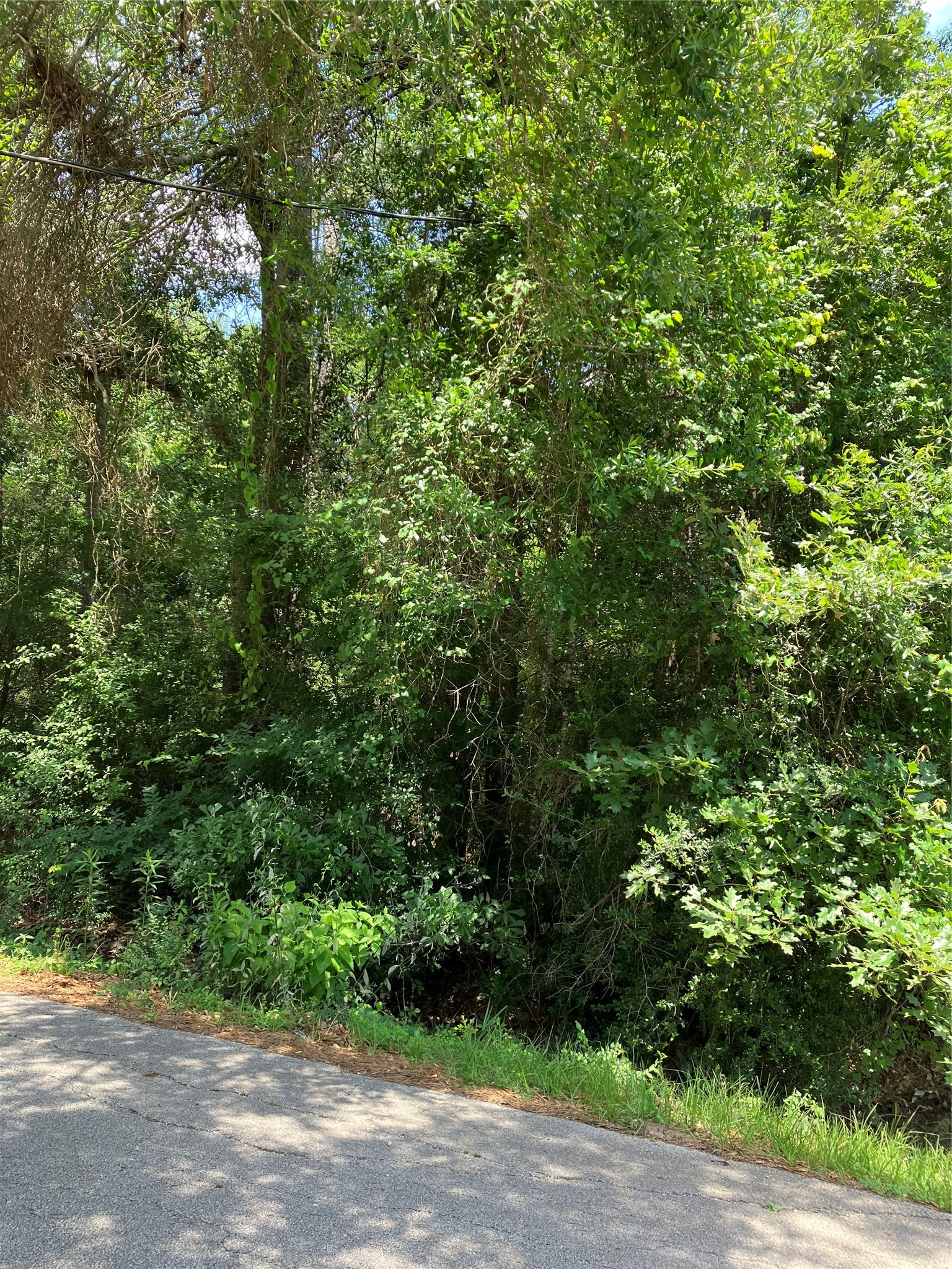 0 Brentwood Road Splendora, TX 77372 - Photo 2 of 8 a view of a yard with plants and a bench under a tree