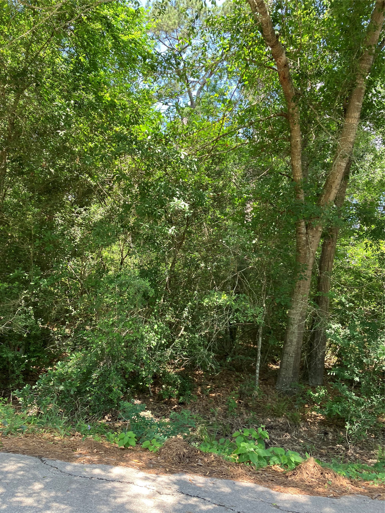 0 Brentwood Road Splendora, TX 77372 - Photo 3 of 8 a view of a forest with trees in front of it