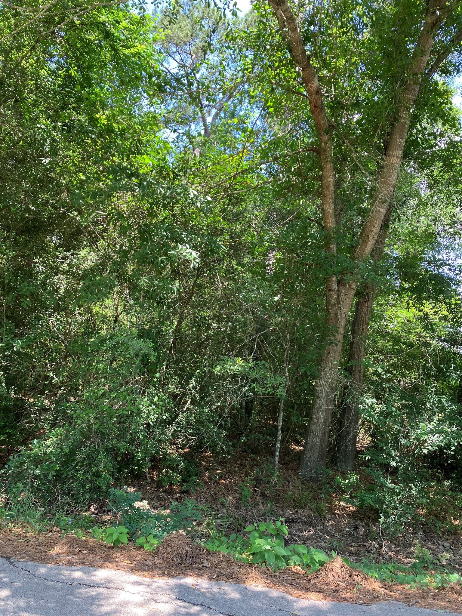 0 Brentwood Road Splendora, TX 77372 - Photo 5 of 8 a view of a forest with trees in the background