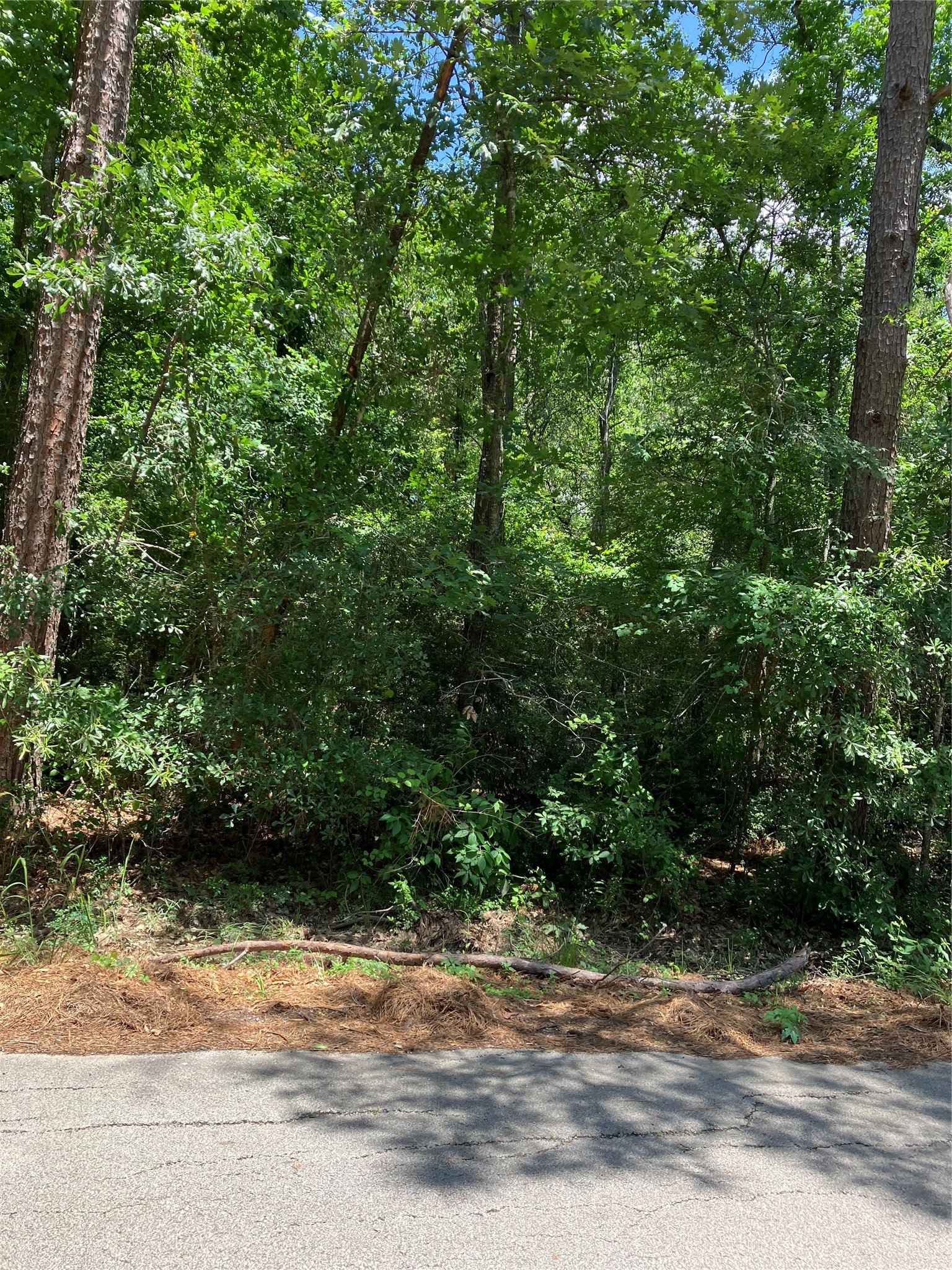 0 Brentwood Road Splendora, TX 77372 - Photo 6 of 8 a view of a yard and a trees