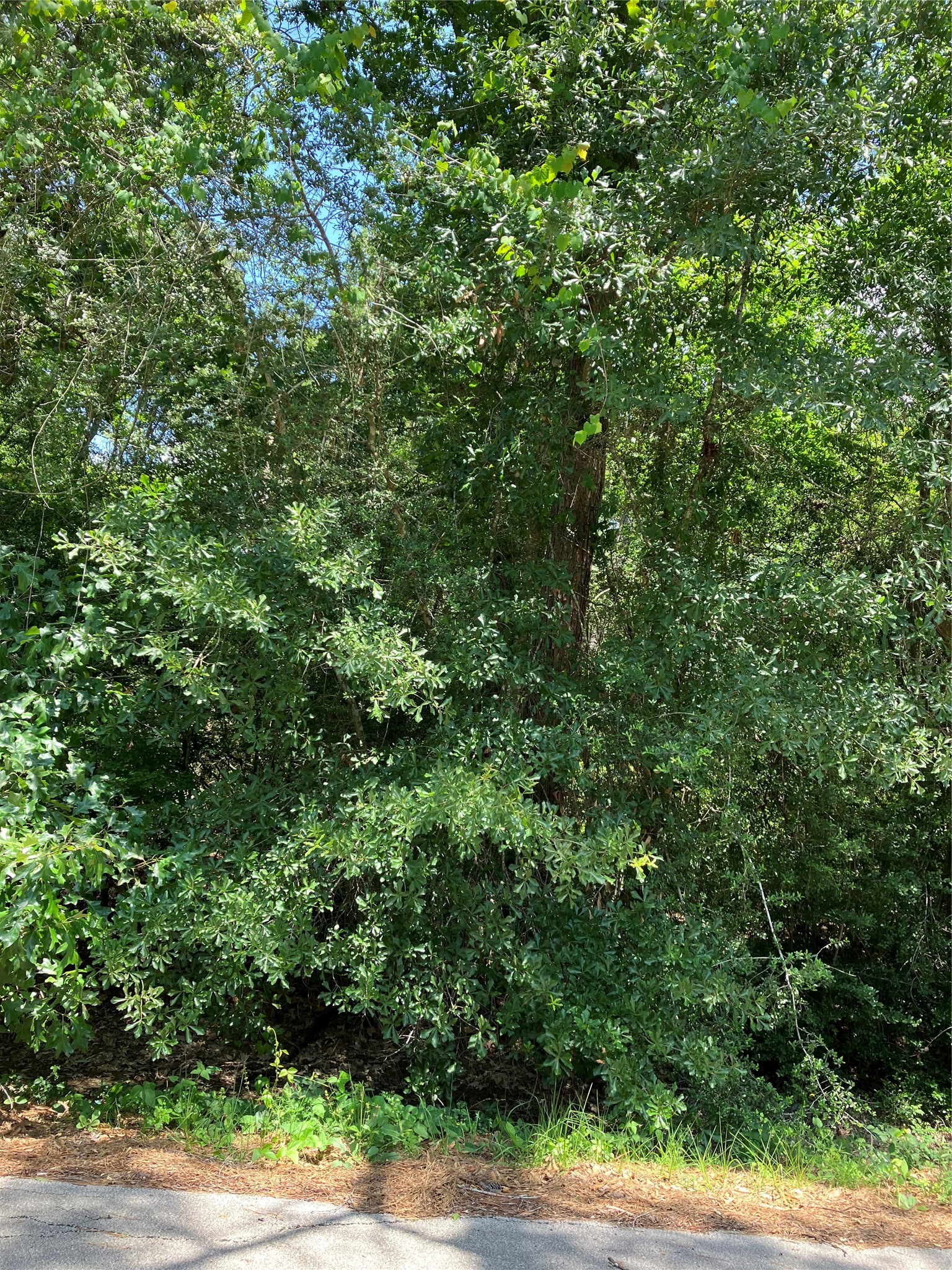 0 Brentwood Road Splendora, TX 77372 - Photo 8 of 8 a view of a yard