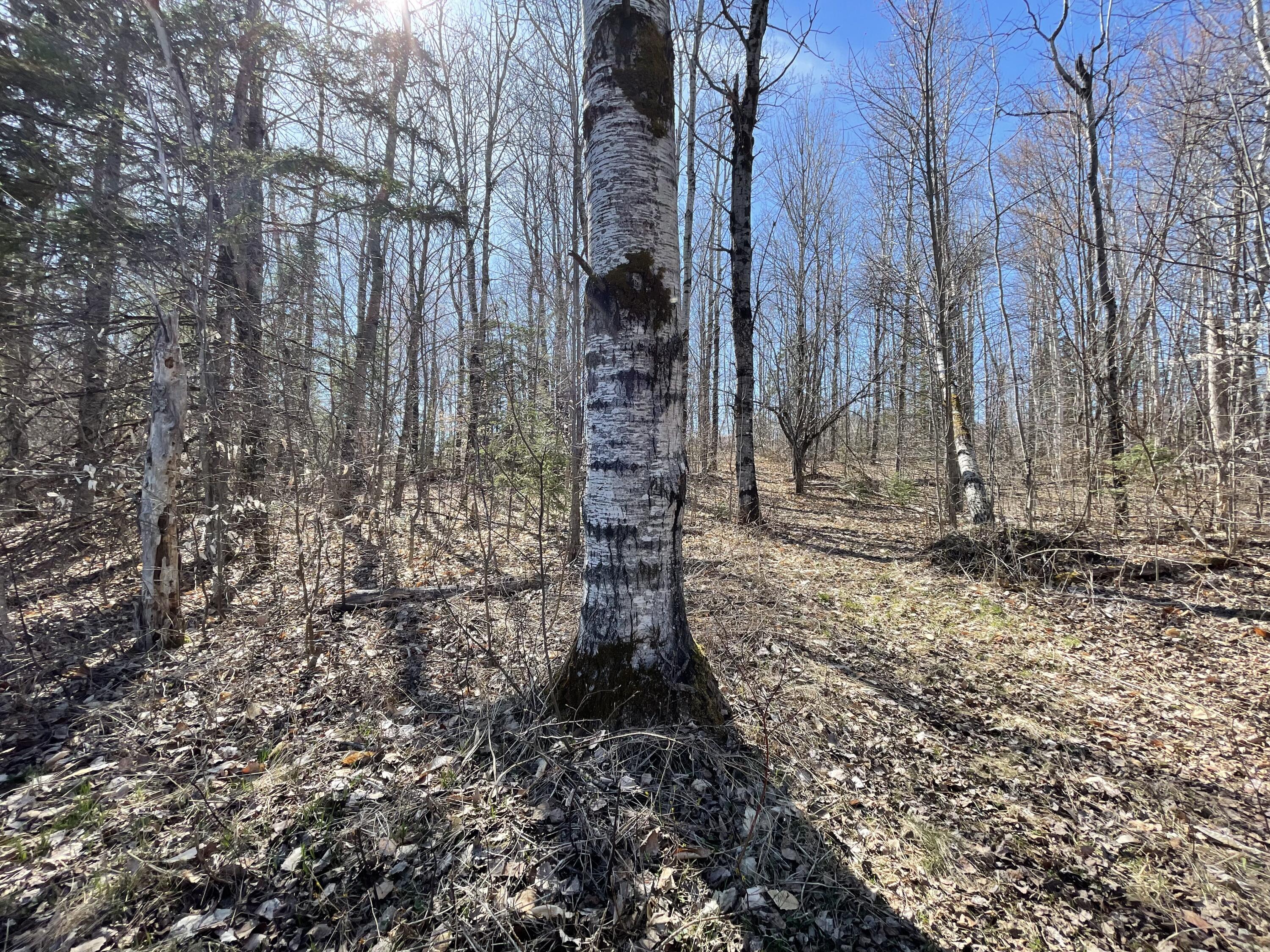 106 Pelkey Road Mapleton, ME 04757 - Photo 57 of 59 IMG_1038