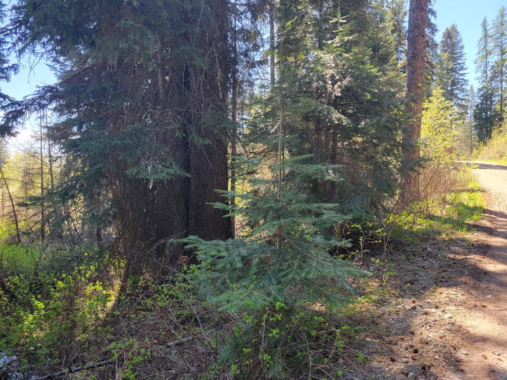 1602 Bear Trail Loop Cascade, ID 83611 - Photo 2 of 6