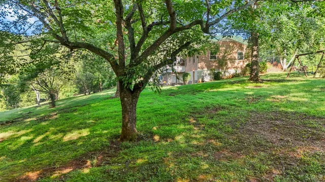 a view of a backyard with plants and large trees