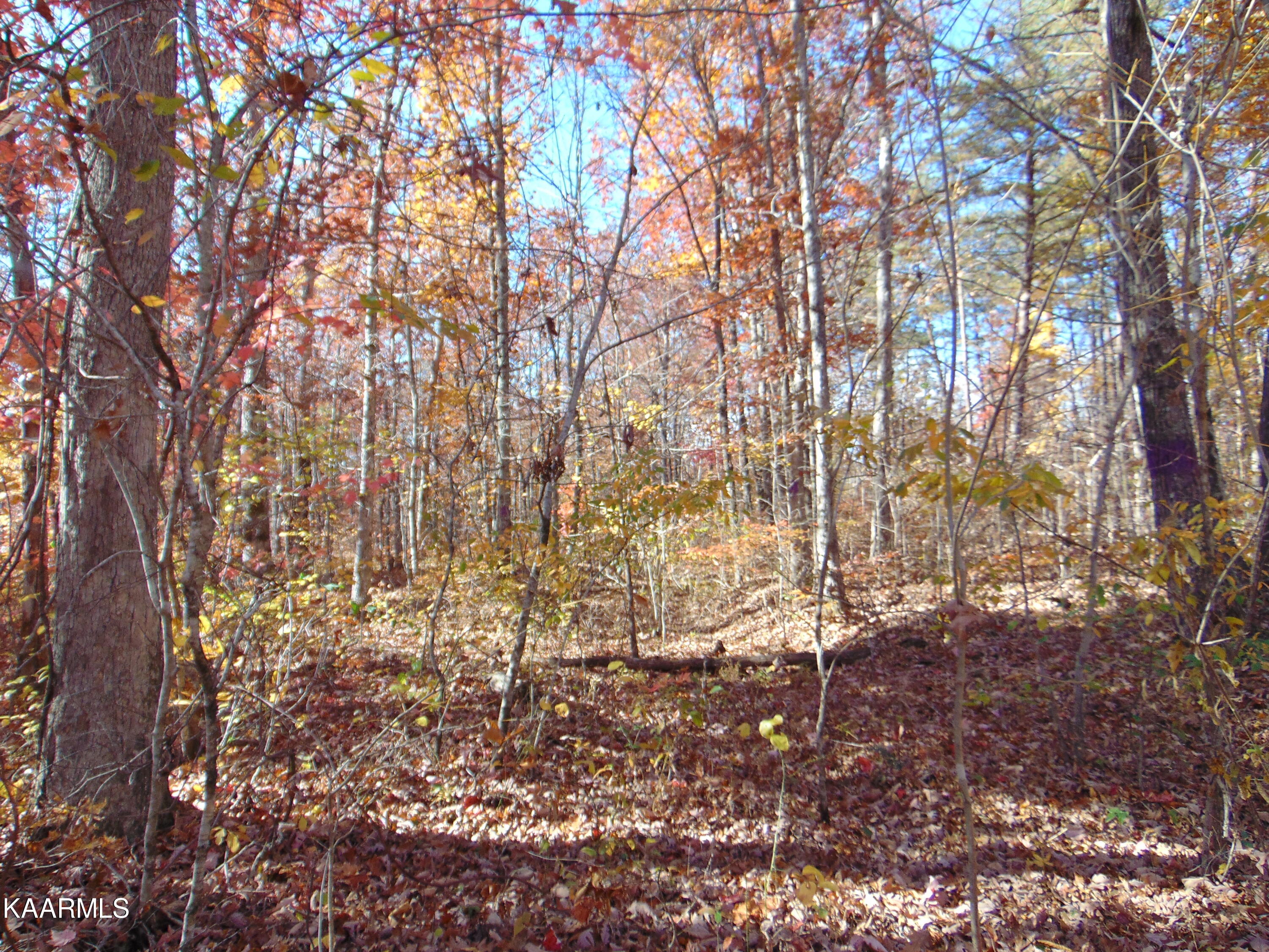 14.41-acre Raccoon Ridge Road Spring City, TN 37381 - Photo 11 of 43 DSC01690
