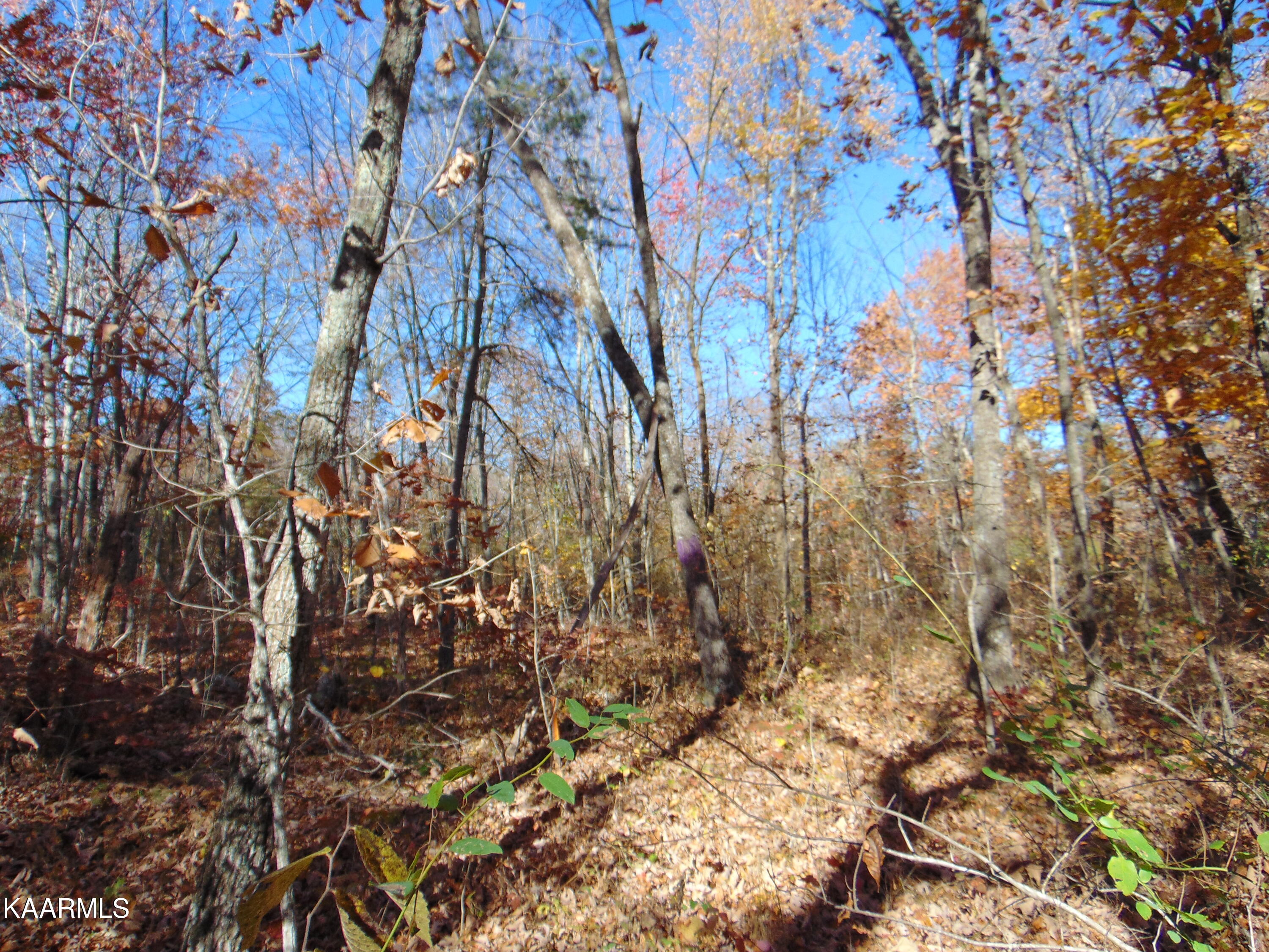14.41-acre Raccoon Ridge Road Spring City, TN 37381 - Photo 12 of 43 DSC01691