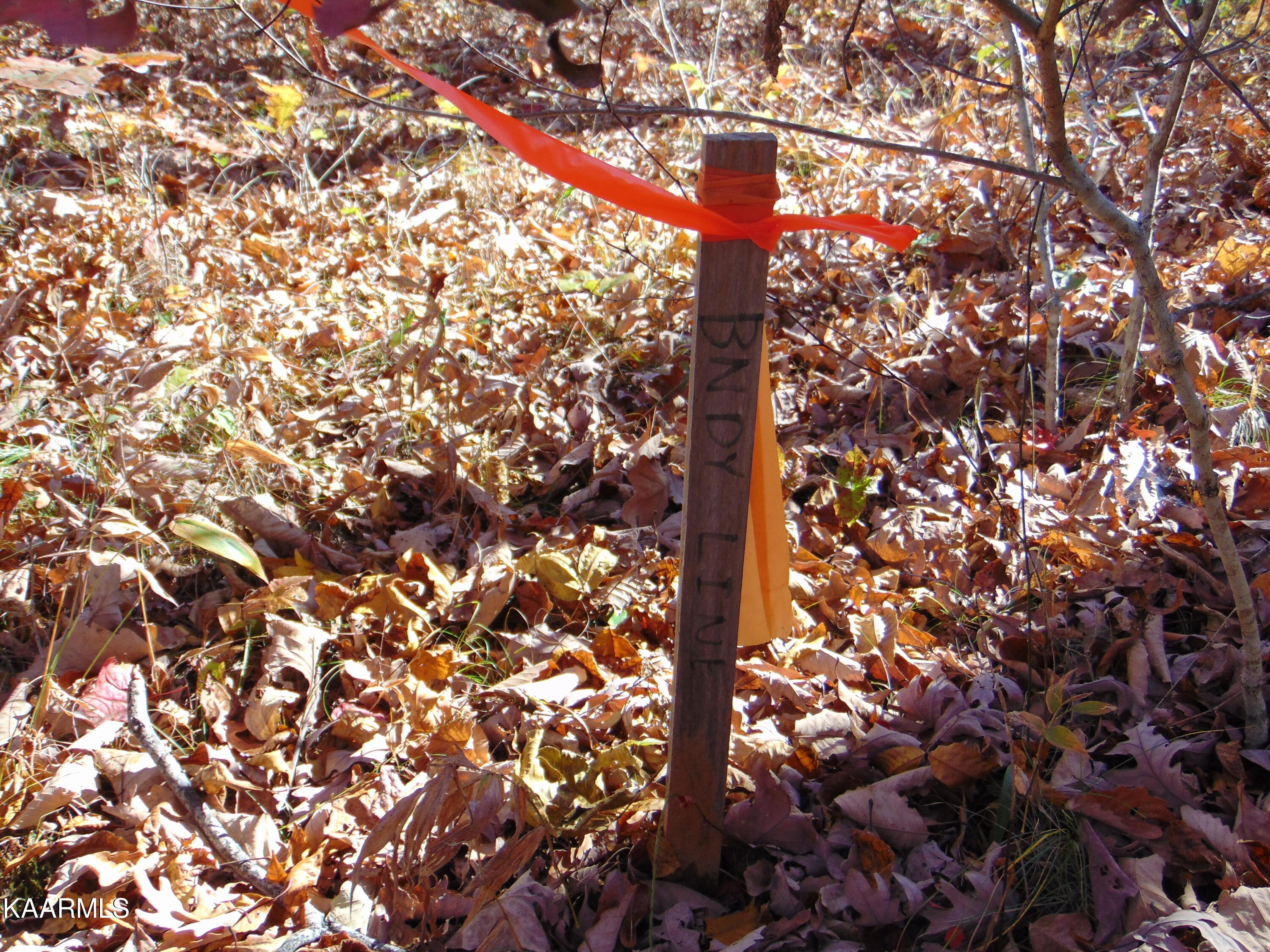 14.41-acre Raccoon Ridge Road Spring City, TN 37381 - Photo 13 of 43 DSC01692
