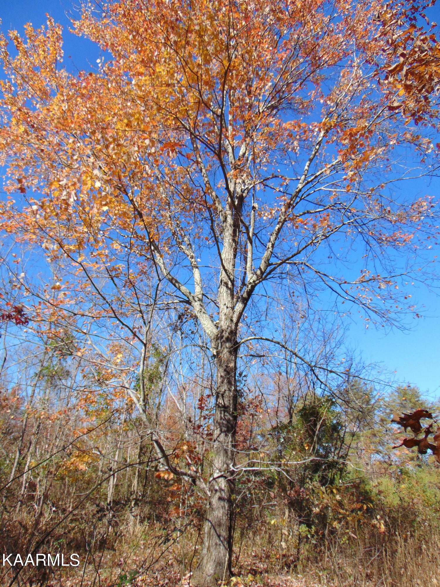 14.41-acre Raccoon Ridge Road Spring City, TN 37381 - Photo 17 of 43 DSC01696