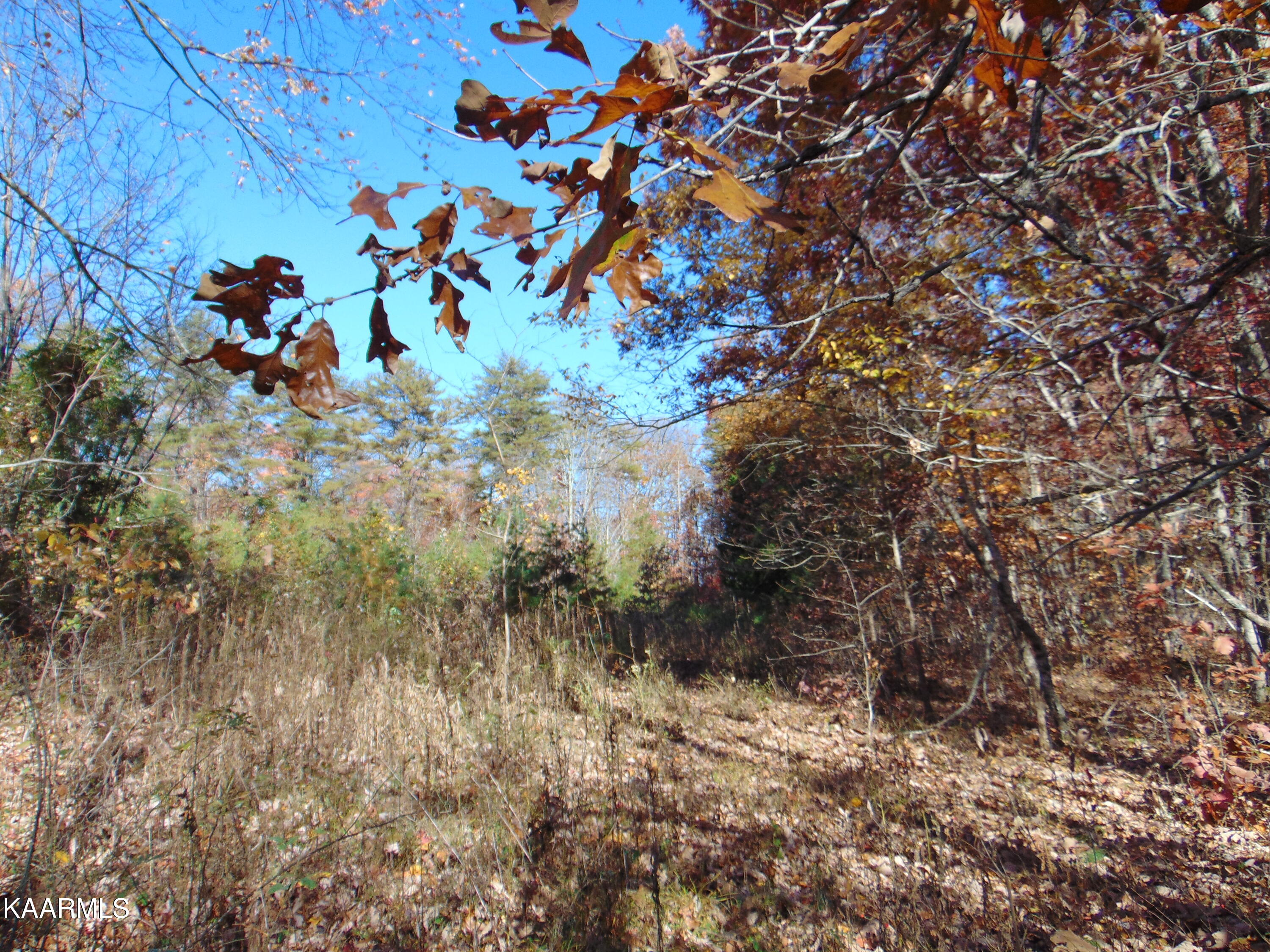 14.41-acre Raccoon Ridge Road Spring City, TN 37381 - Photo 18 of 43 DSC01697