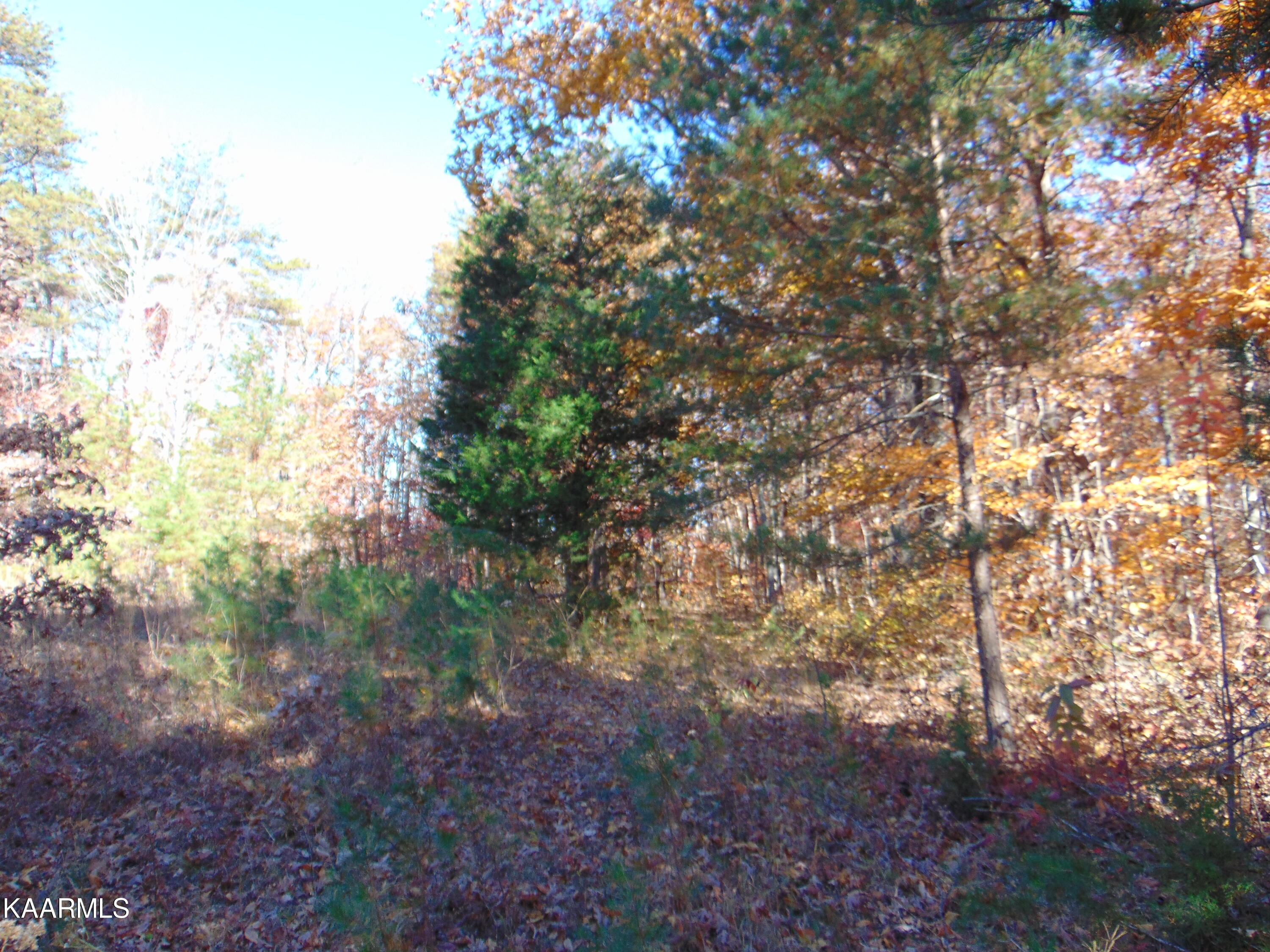 14.41-acre Raccoon Ridge Road Spring City, TN 37381 - Photo 19 of 43 DSC01698
