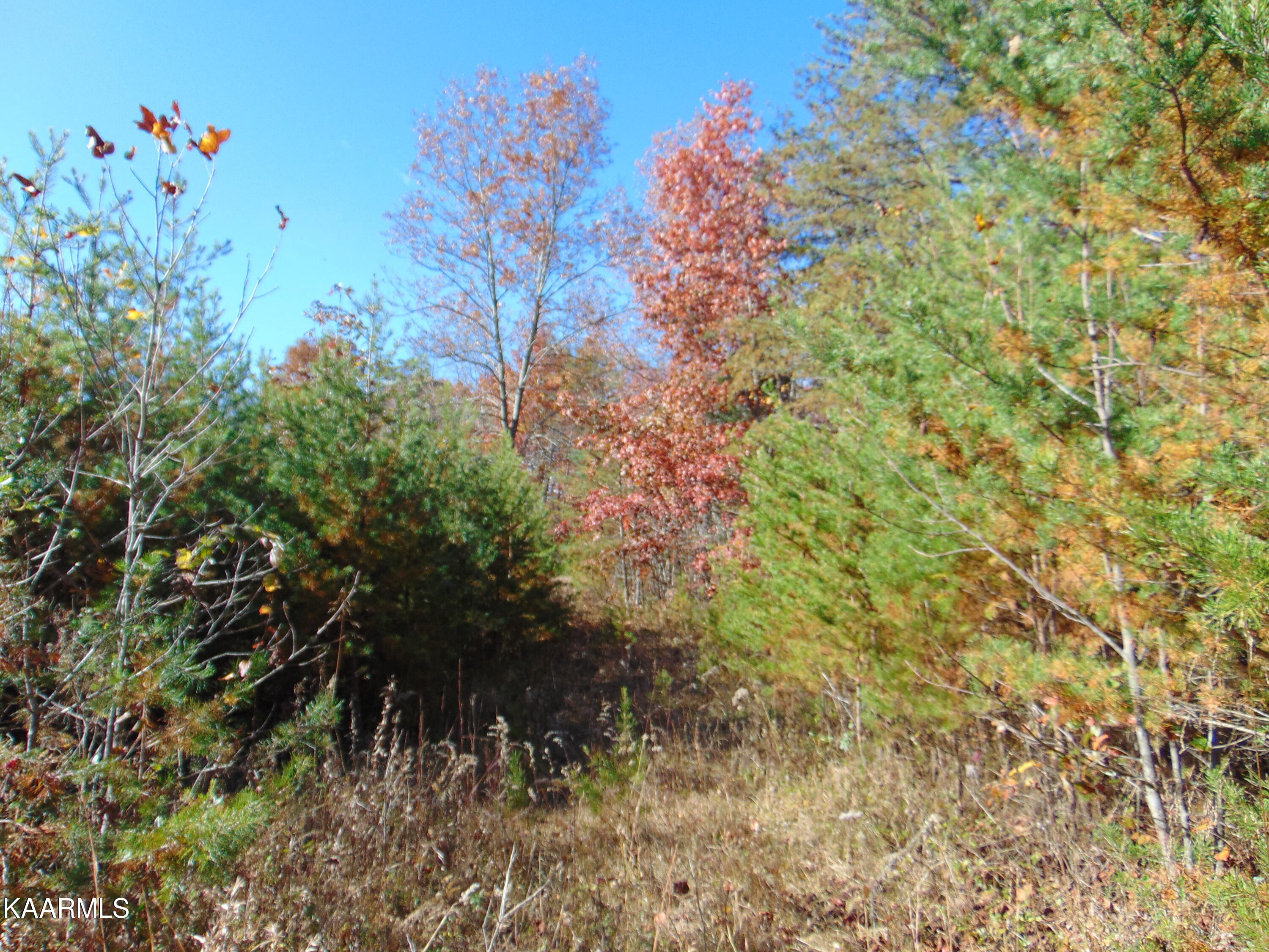 14.41-acre Raccoon Ridge Road Spring City, TN 37381 - Photo 20 of 43 DSC01699
