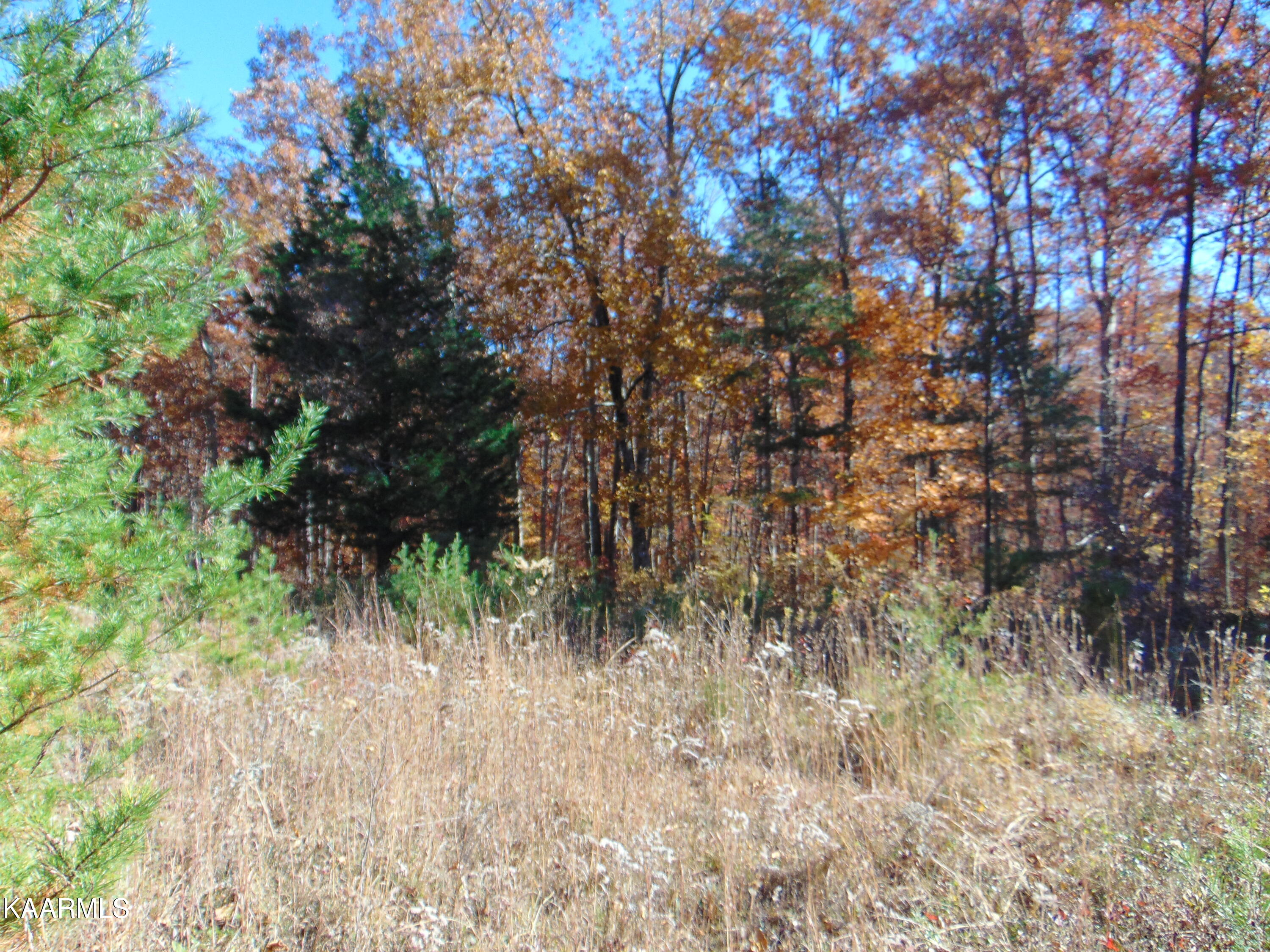 14.41-acre Raccoon Ridge Road Spring City, TN 37381 - Photo 21 of 43 DSC01700